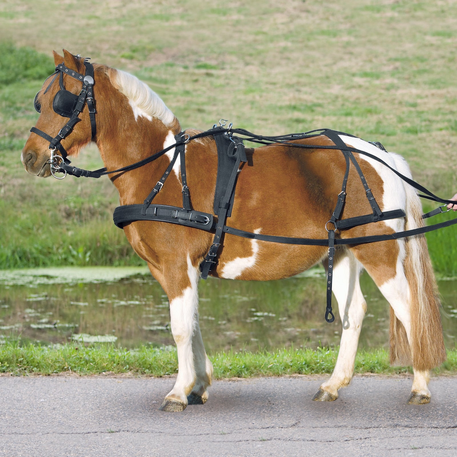 Waldhausen Arnés individual Pony y Shetty Equipamiento para Carreras