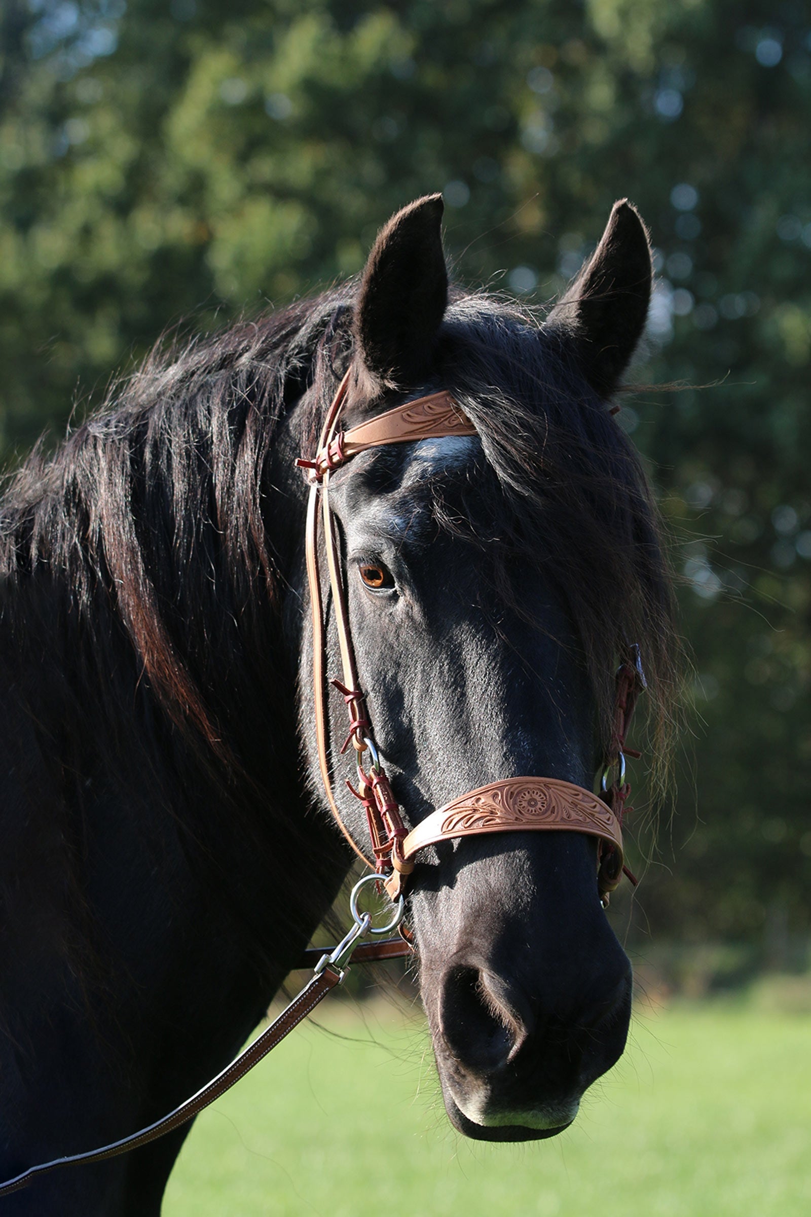 F.R.A. Freedom Riding Articles Diego Bitless Bridle (System 3) With Reins Bridles & Reins