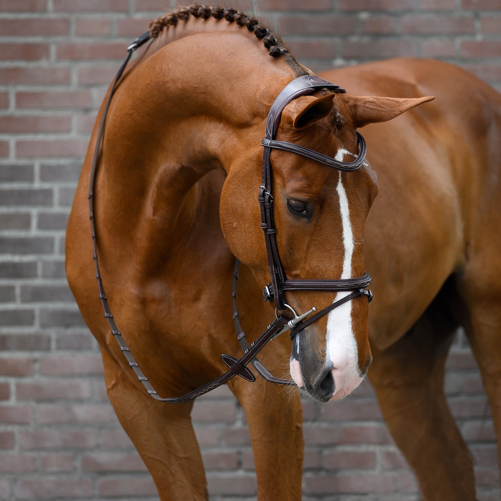 PS of Sweden Stockholm cabezada Cabezadas de montar & Riendas