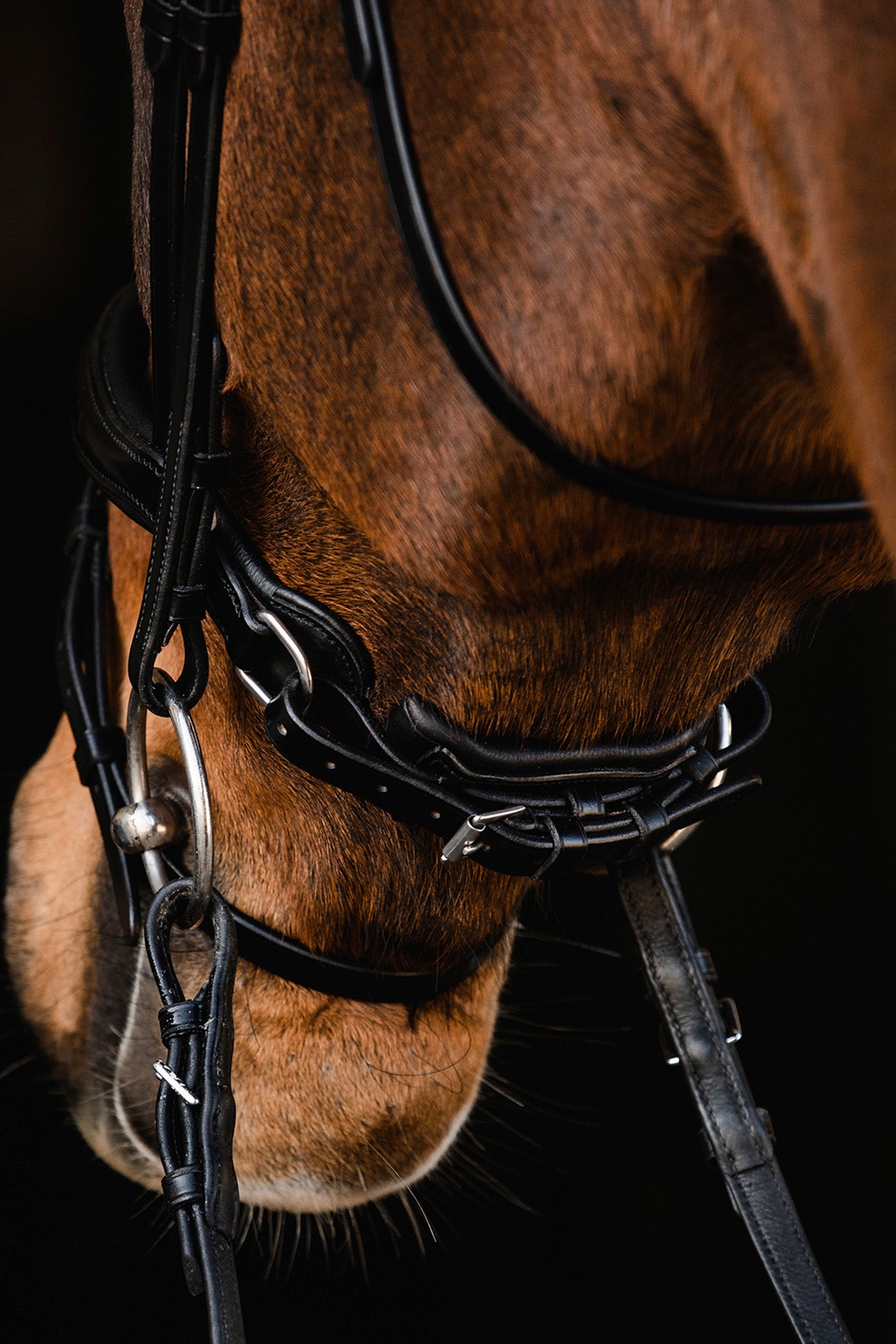 Schockemöhle Sports Brantford Bridle Bridles & Reins