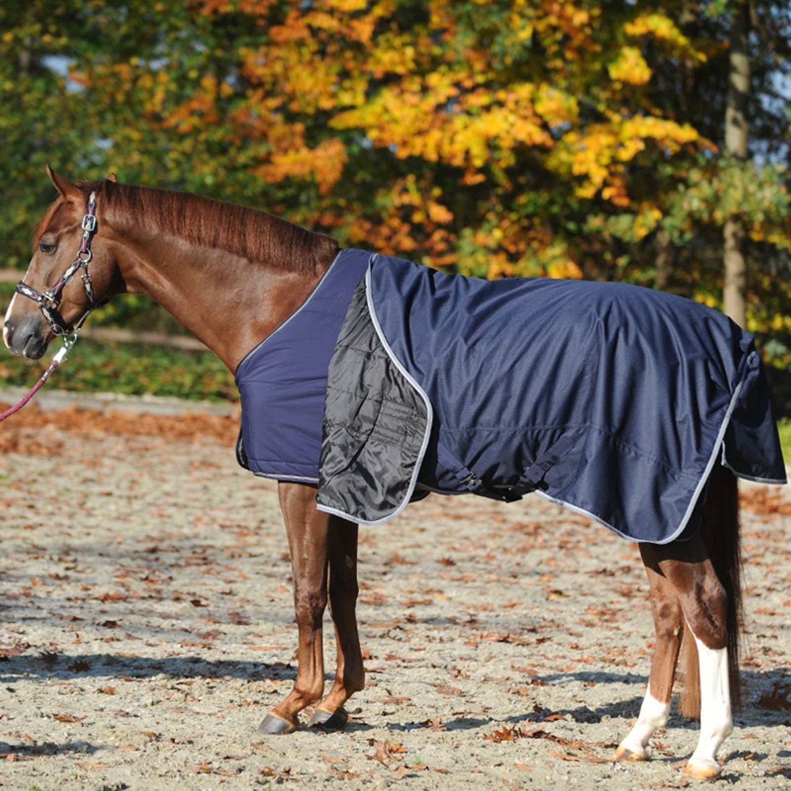Kavalkade Bajo Alfombra 50g Mantas Caballo