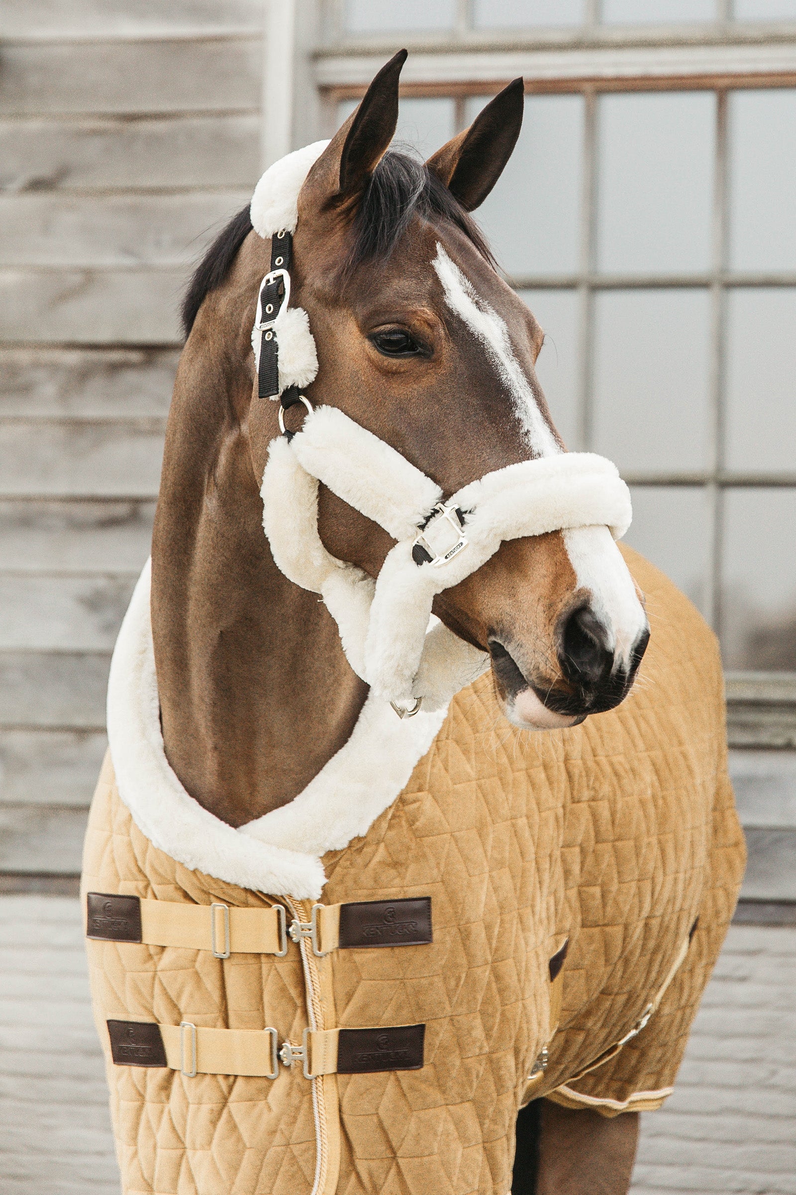 Kentucky Horsewear Velvet Pony Show Rug, 160g Horse Rugs