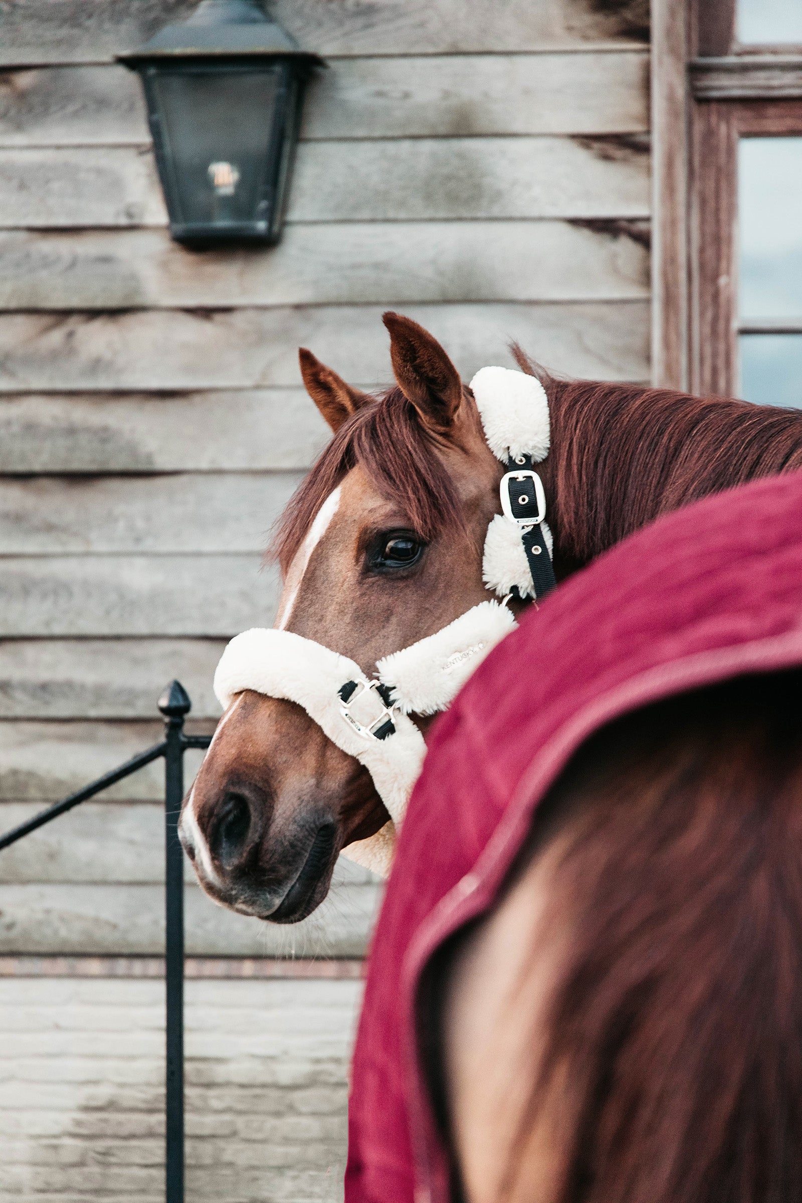 Kentucky Horsewear Velvet Show Rug, 160g Horse Rugs