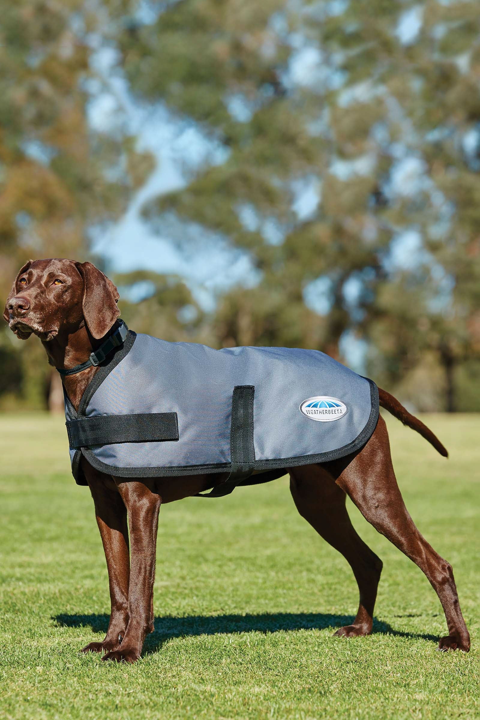 Weatherbeeta Abrigo para Perro Comfitec Classic (25-40cm) Perro