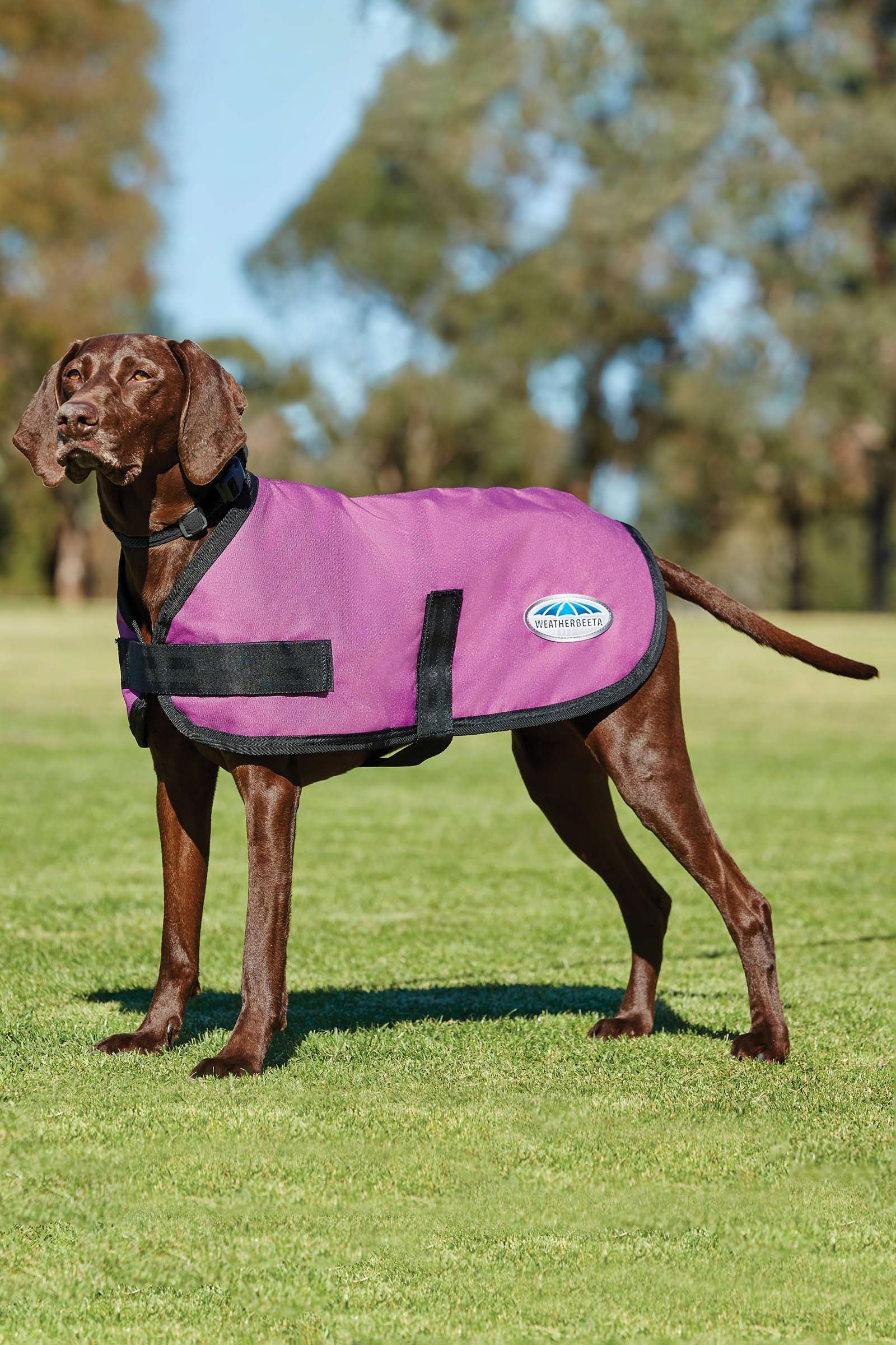 Weatherbeeta Abrigo para Perro Comfitec Classic (25-40cm) Perro