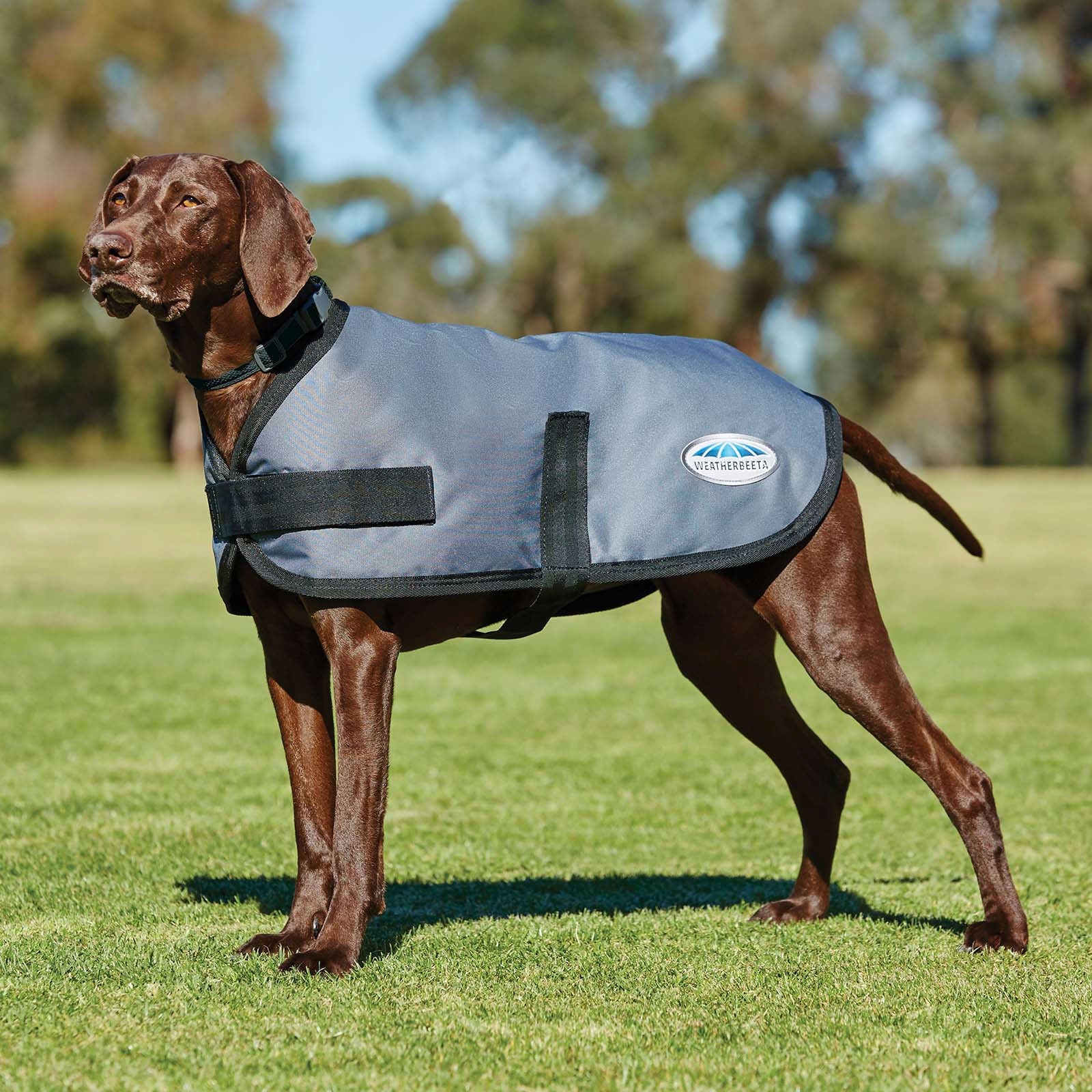 Weatherbeeta Abrigo para Perro Comfitec Classic (45-80cm) Perro
