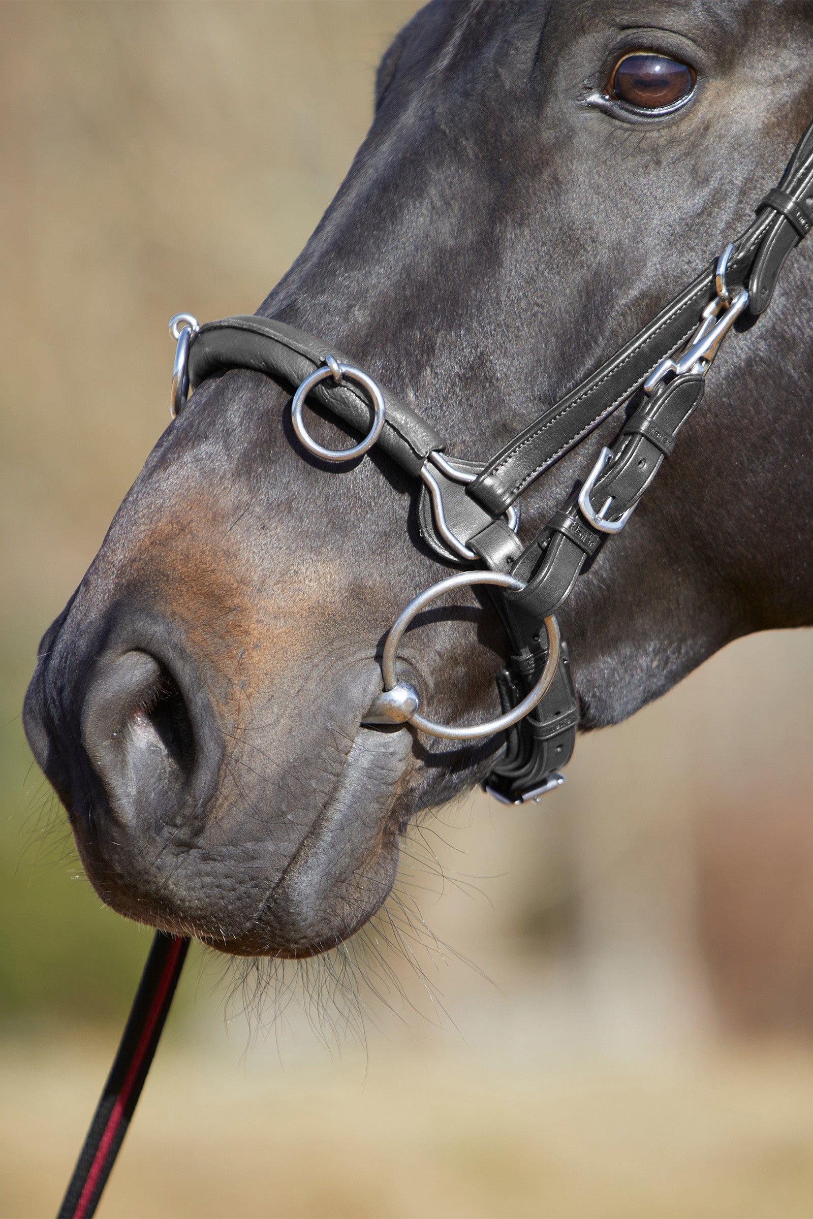 Kieffer Ultrasoft® Cavesson Horse Training