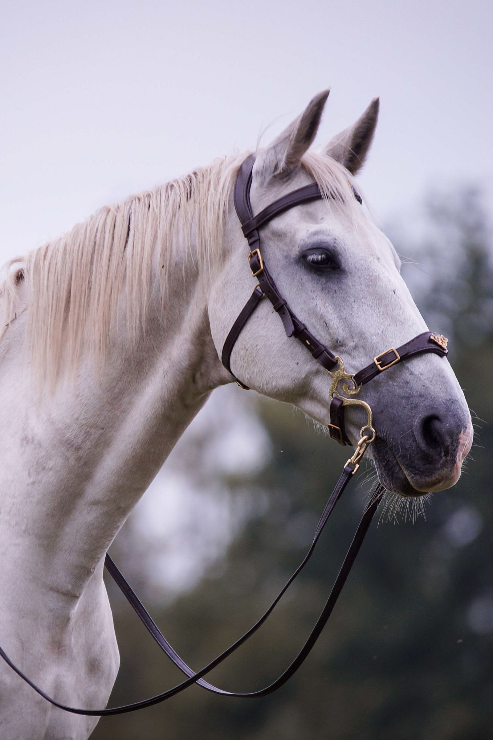 F.R.A. Freedom Riding Articles Imperial Hackamore Bridle With Reins (System 2) Bridles & Reins