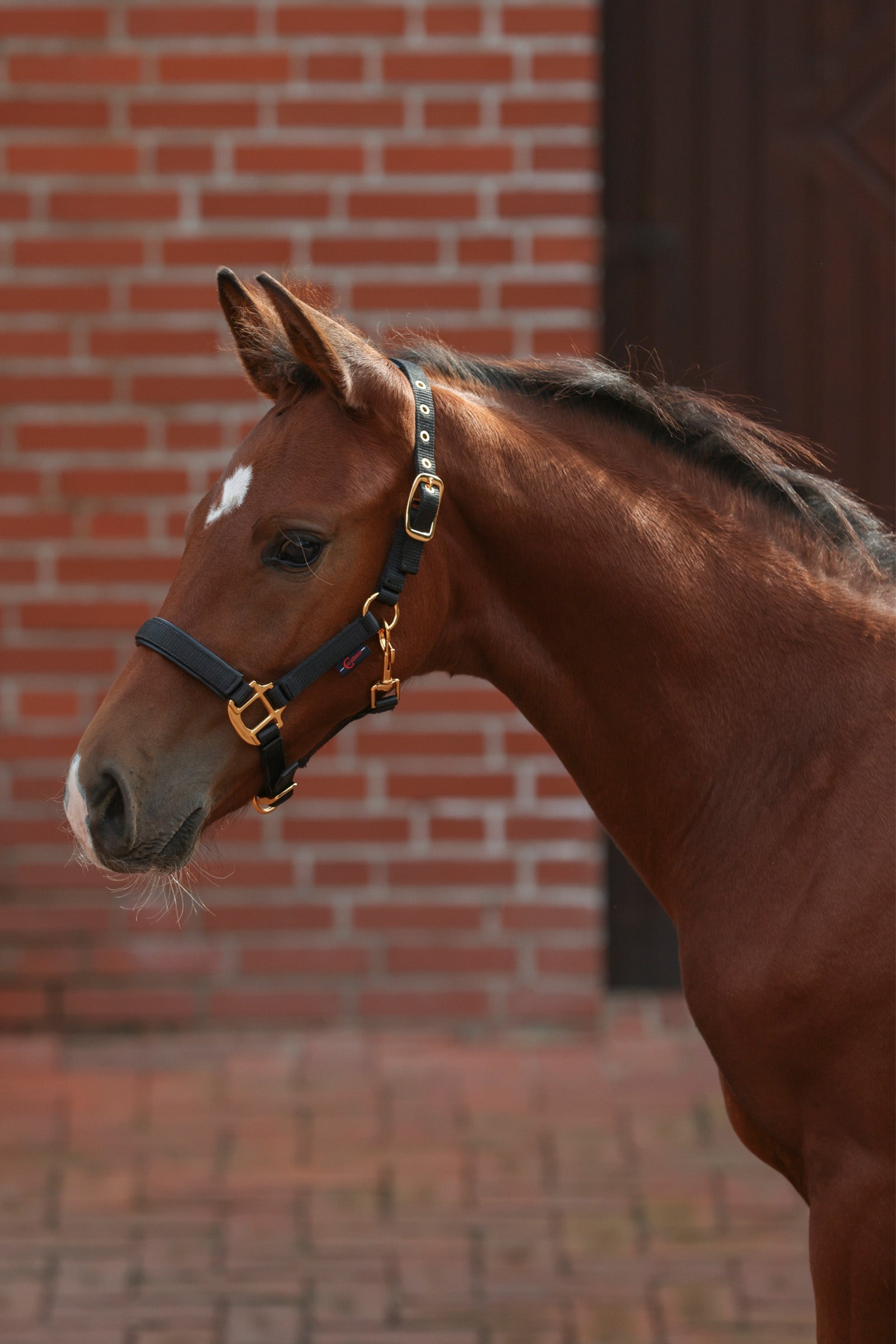 Covalliero Cabezada de Cuadra para Potro TopLine Cabezadas de cuadra & Ramales