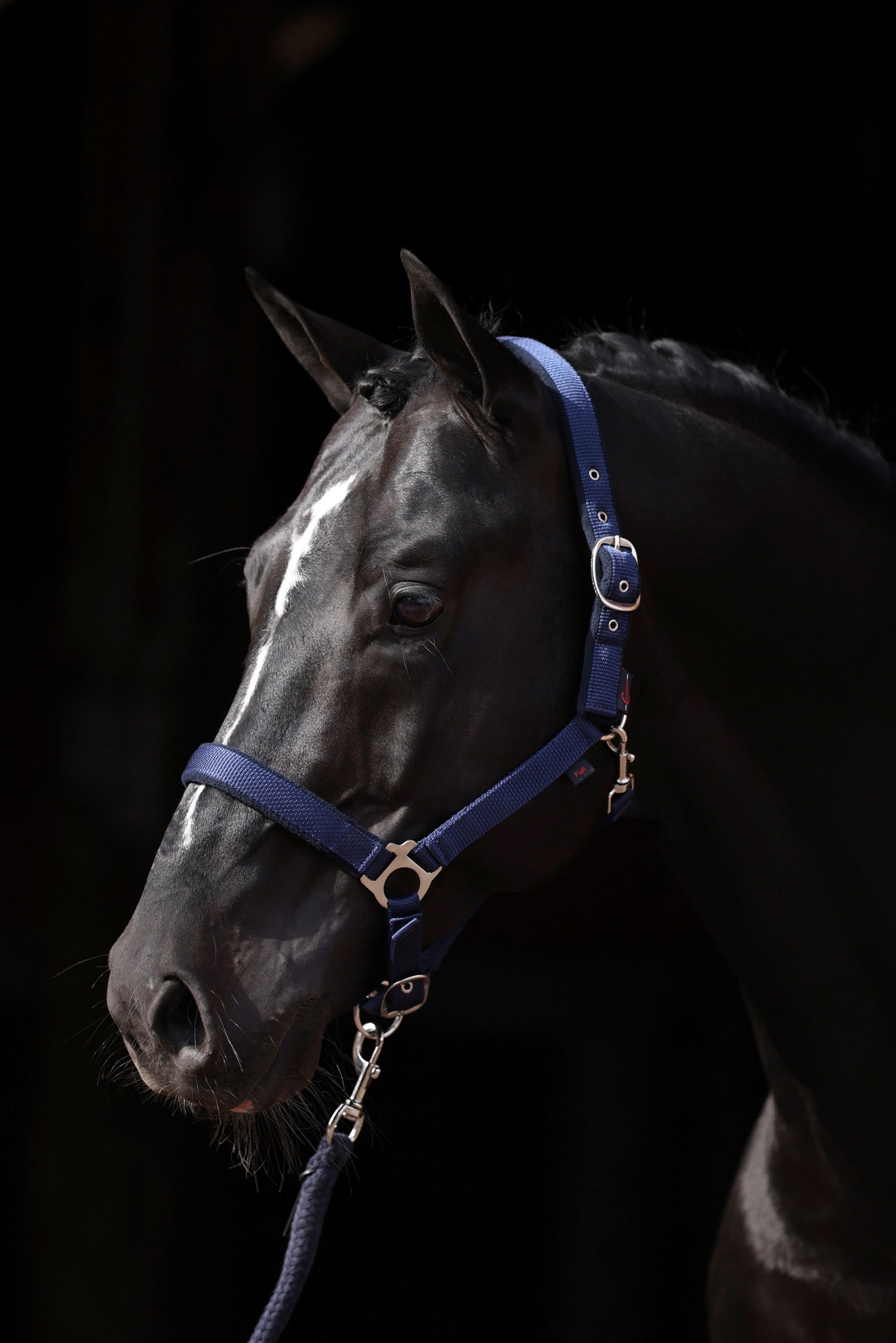 Covalliero Cabezada de Cuadra con Refuerzo de Polar Dexter Cabezadas de cuadra & Ramales