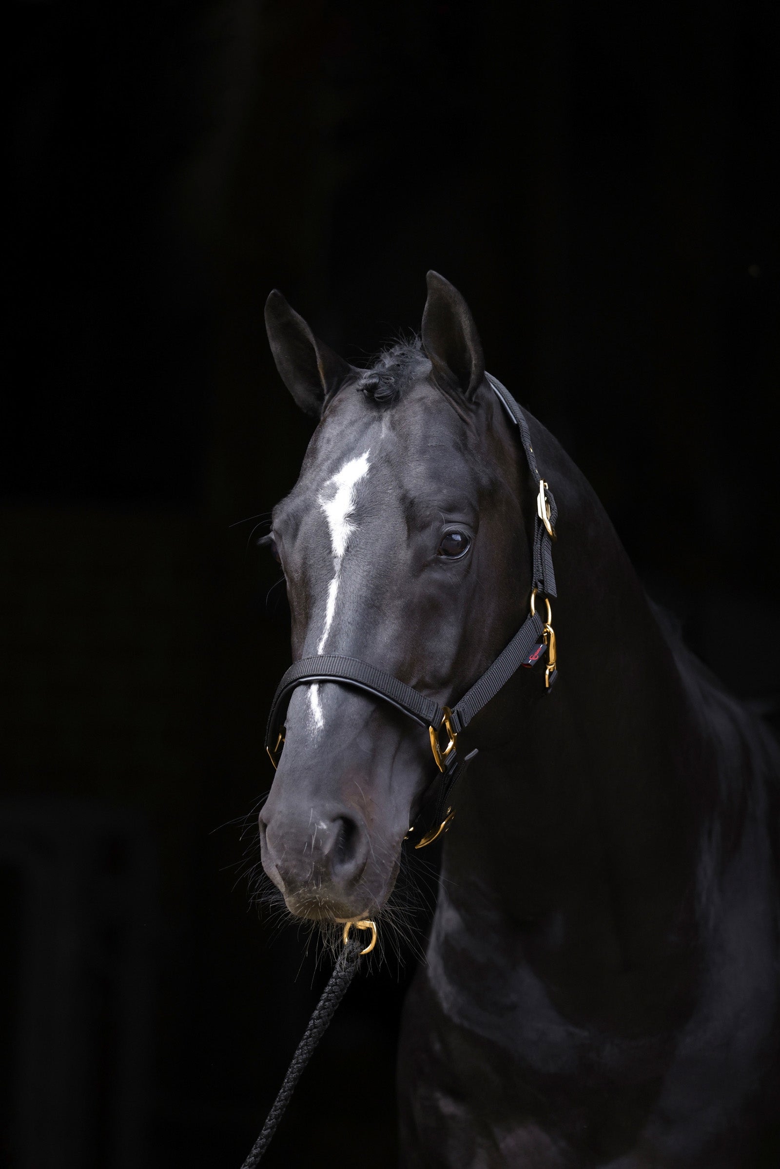 Covalliero Cabezada de Cuadra TopLine Cabezadas de cuadra & Ramales