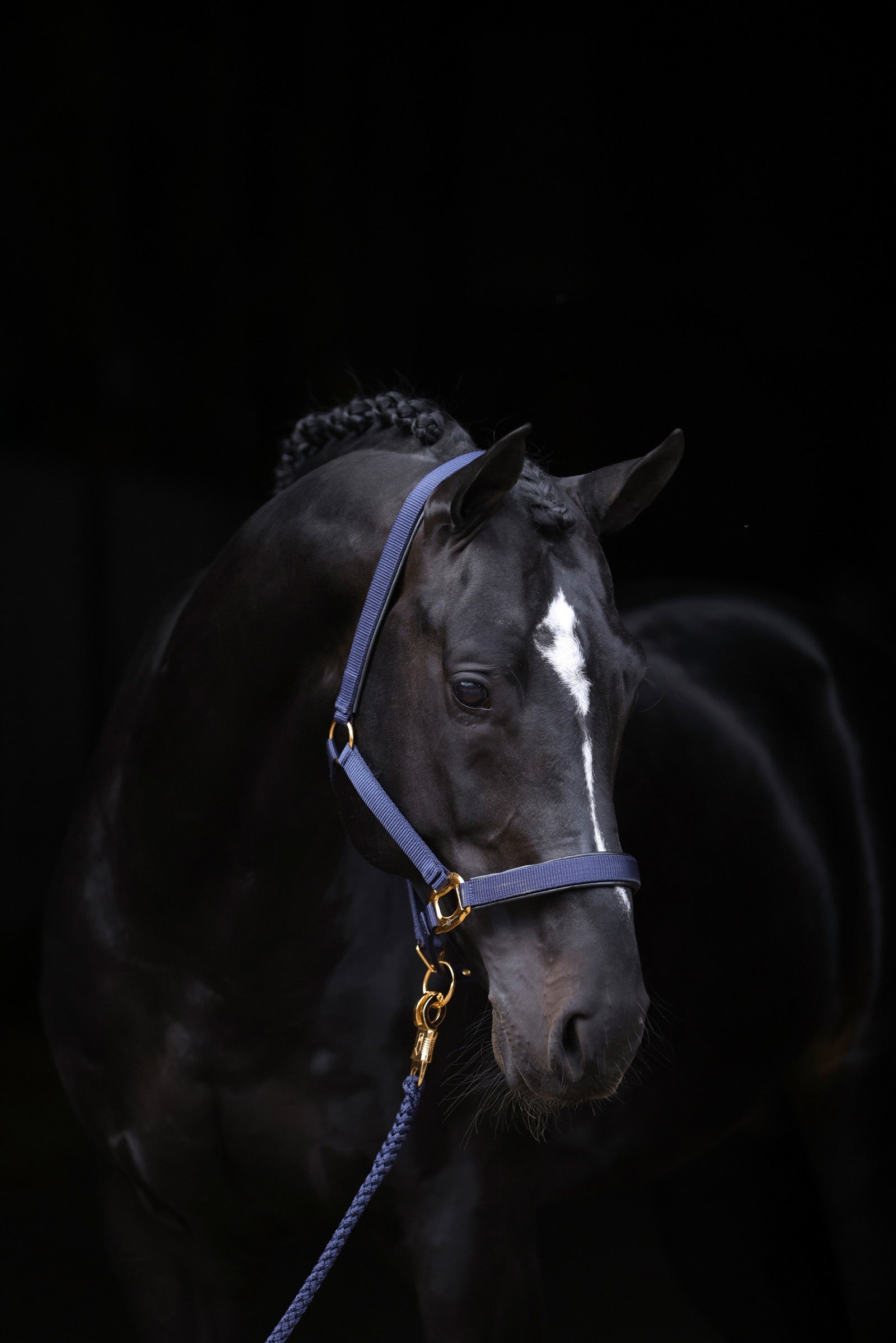Covalliero Cabezada de Cuadra TopLine Cabezadas de cuadra & Ramales