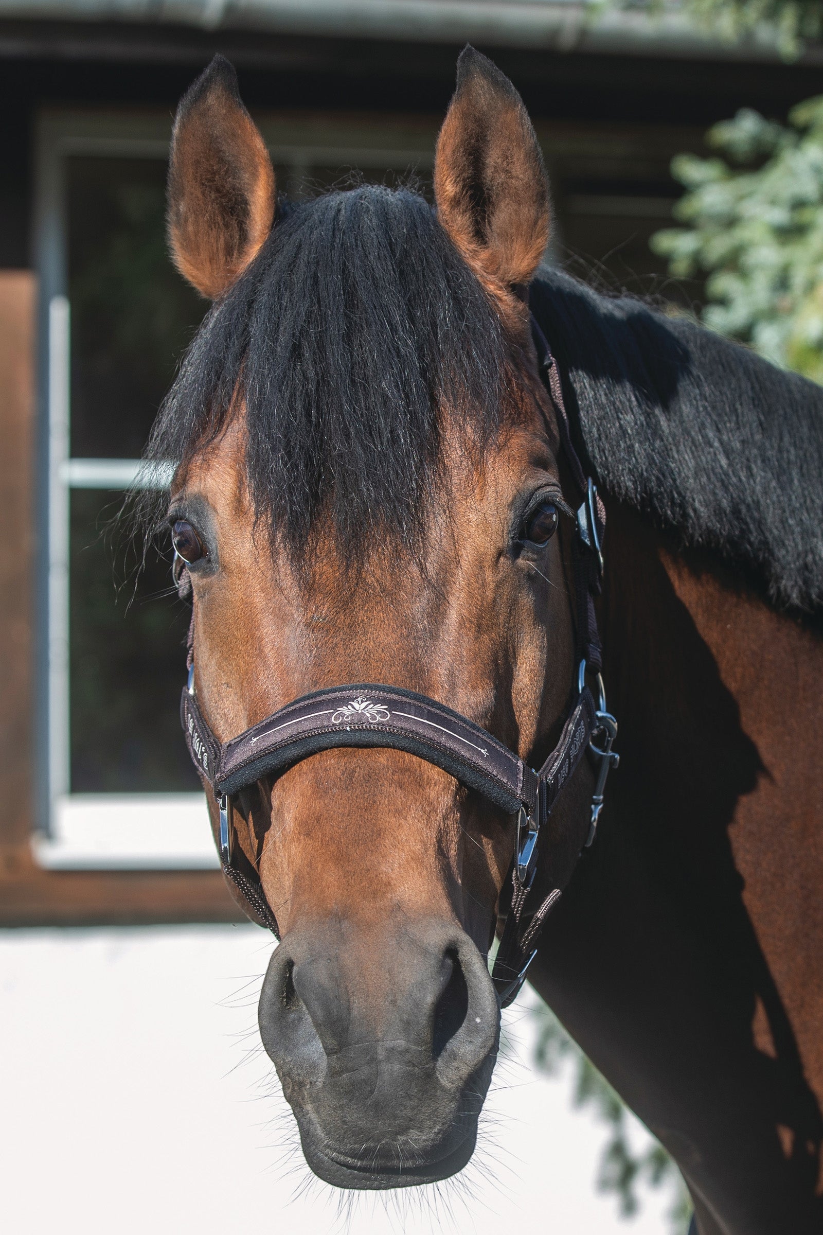 USG Cabezada de Cuadra Rosi Cabezadas de cuadra & Ramales