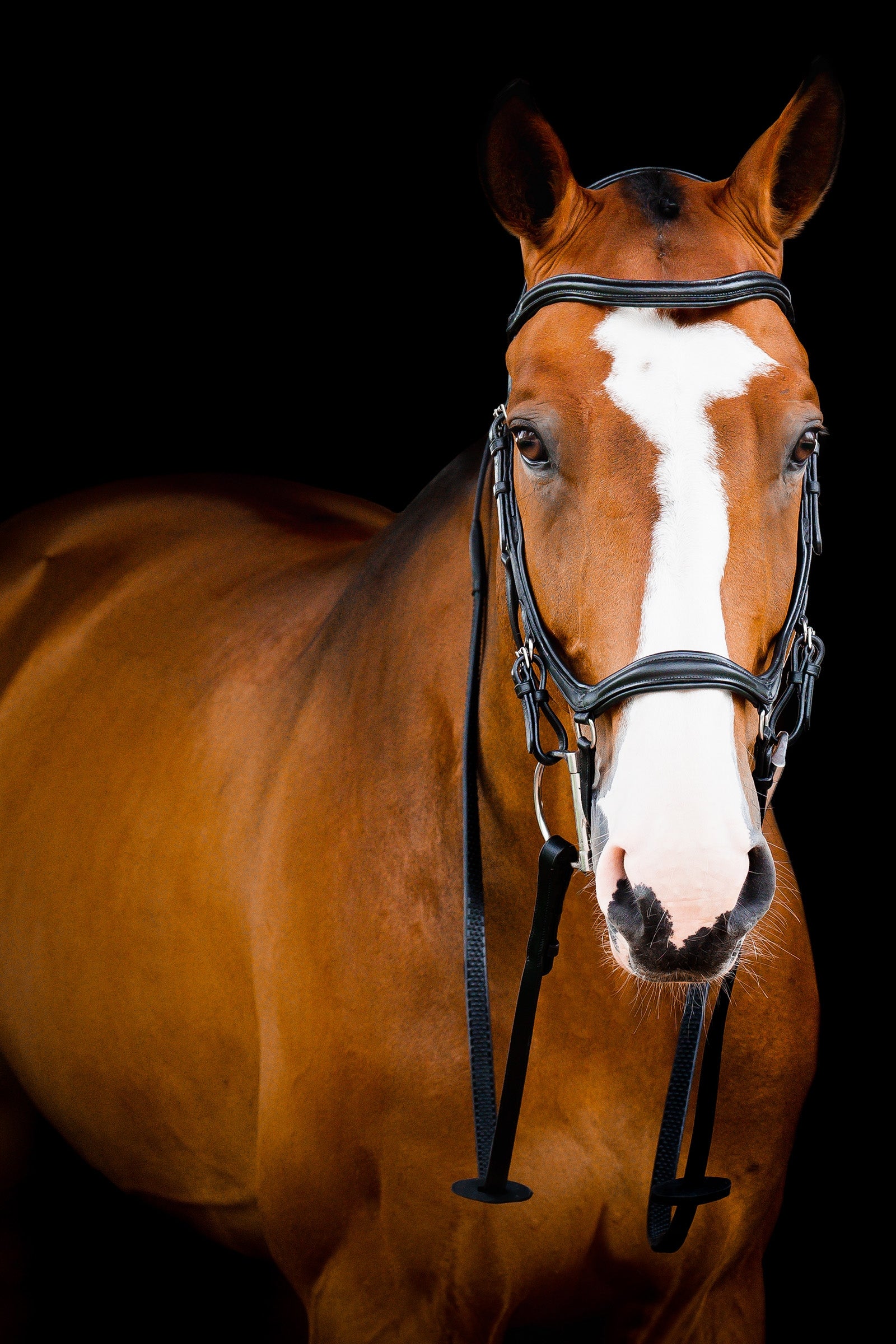 Horseware Micklem 2 Deluxe Competition Cabezada Cabezadas de montar & Riendas