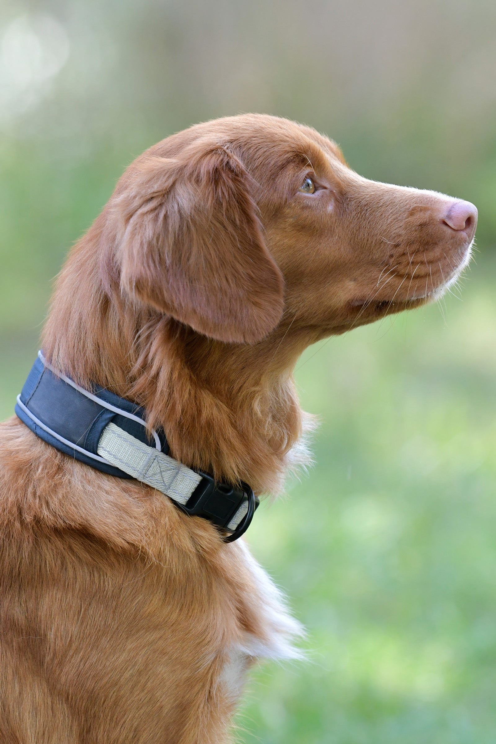 Weatherbeeta Explorer Dog Collar Dog Accesories