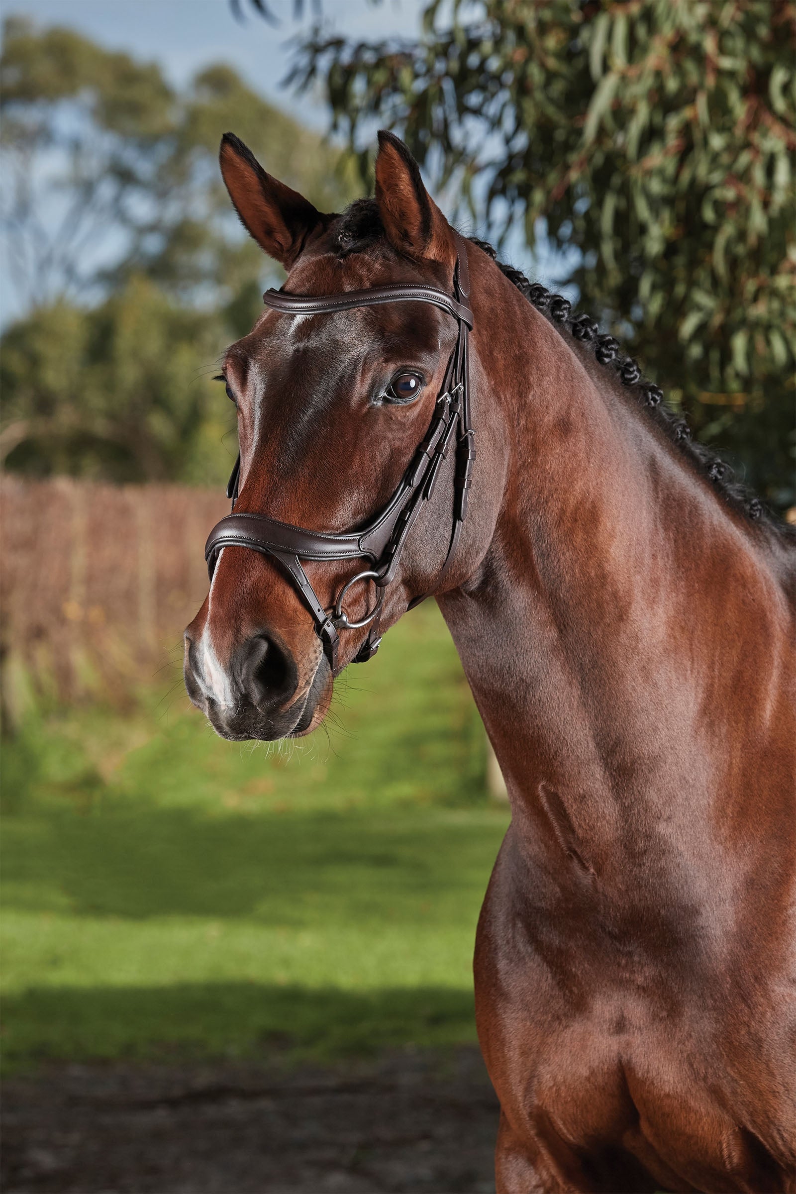 Collegiate Comfitec Vogue cabezada anatómica Cabezadas de montar & Riendas