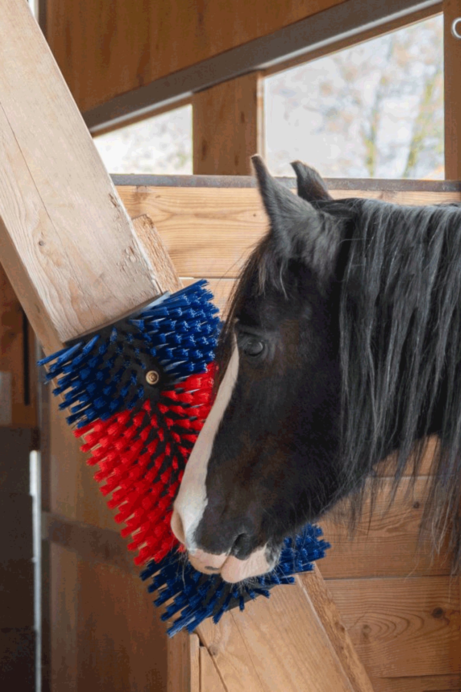 Kerbl XL Scratch Brush, Round Stable Equipment