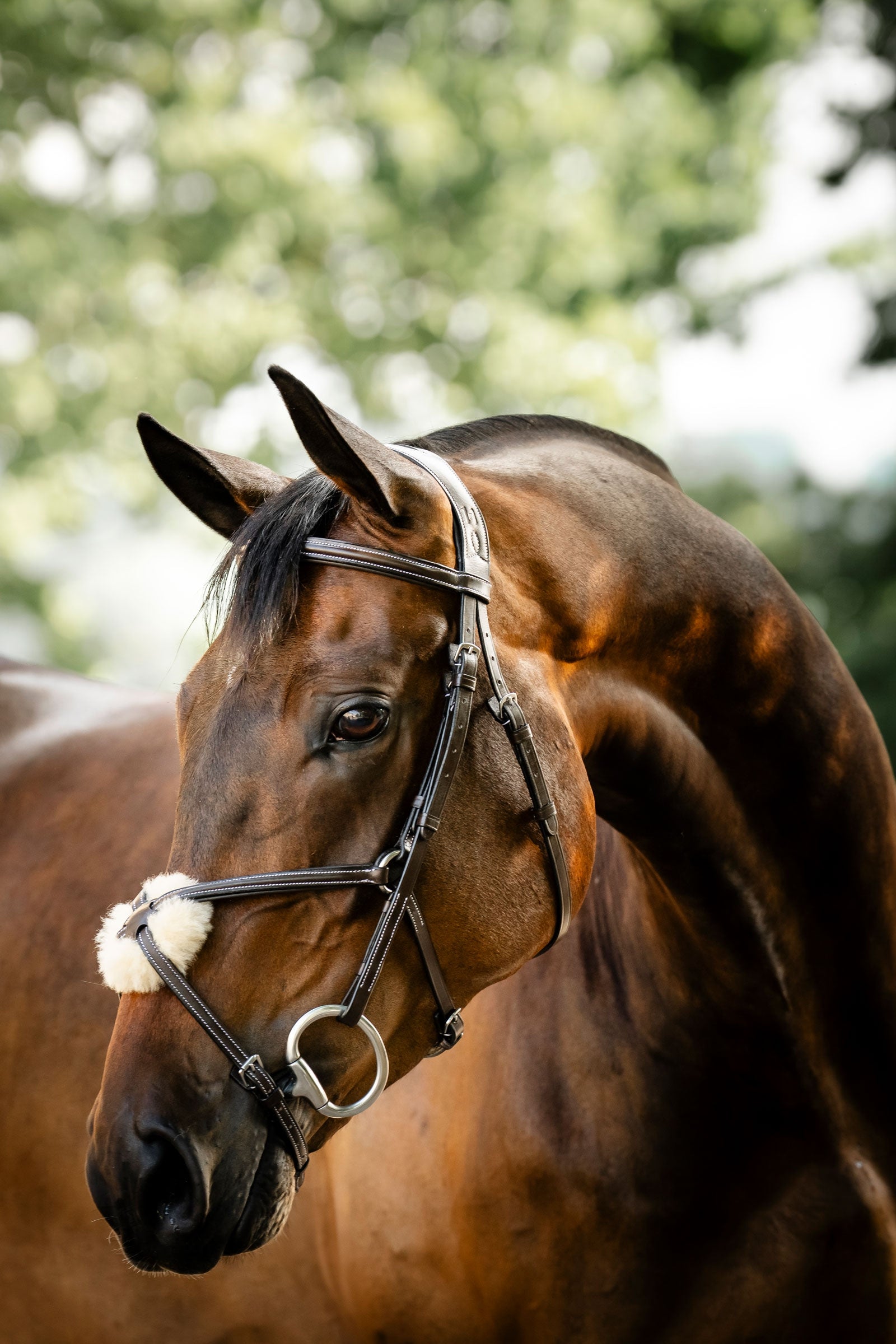 Horseware brida con muserola cruzada Cabezadas de montar & Riendas