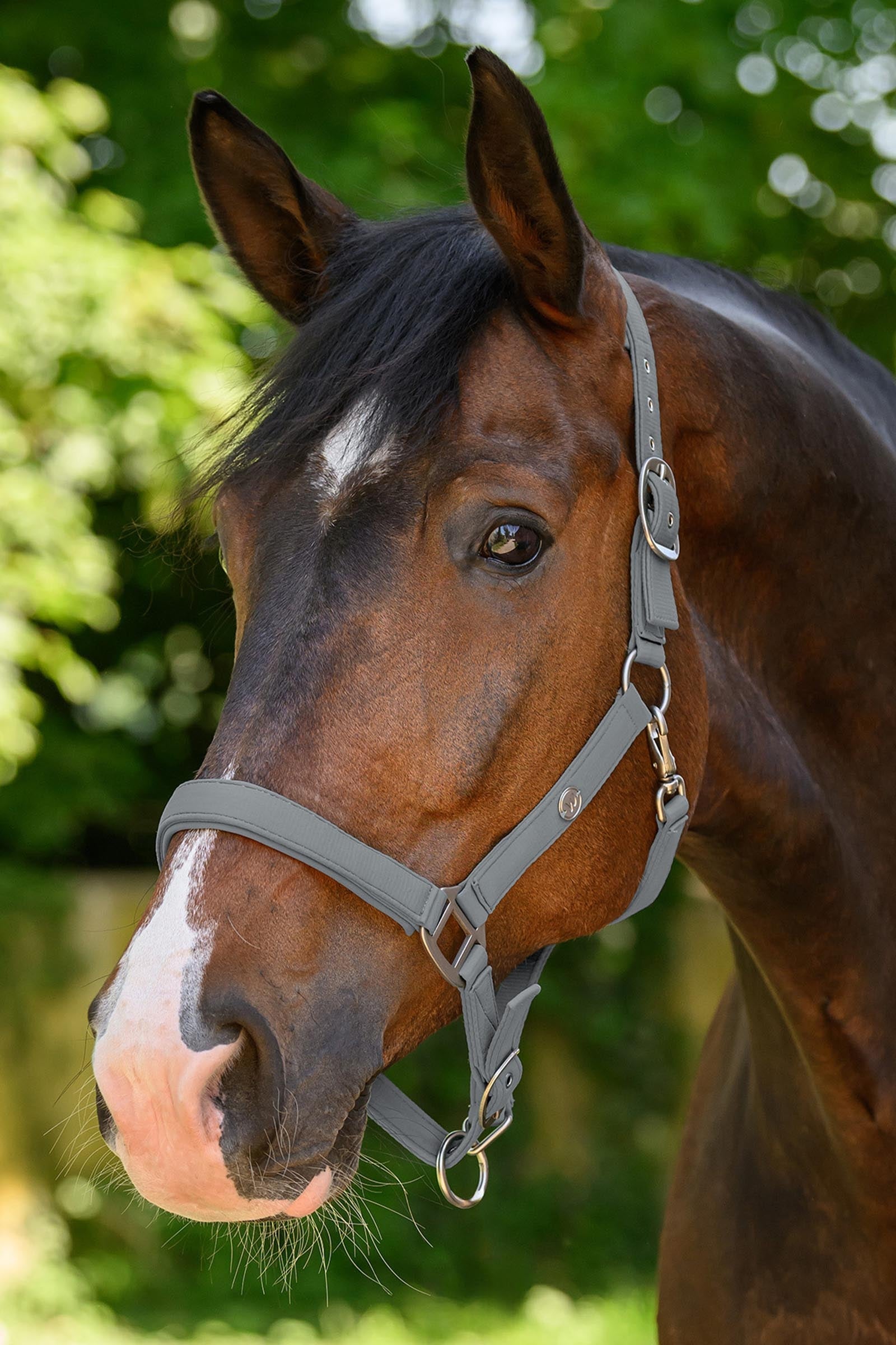 Waldhausen Trinidad Halter Halters & Leads