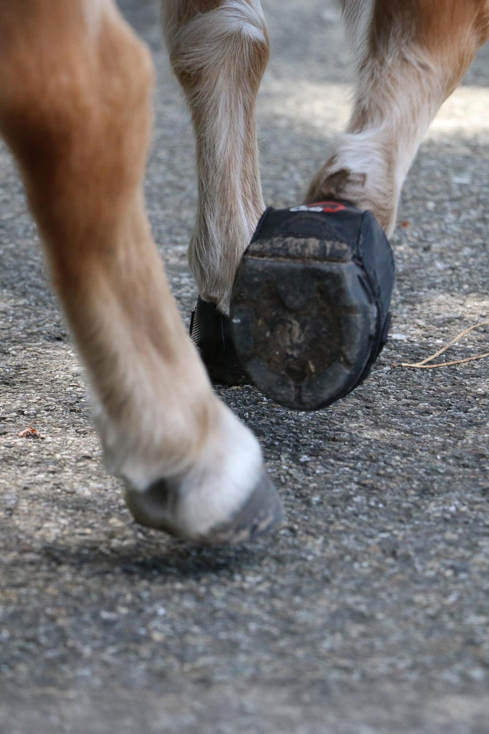 Cavallo Hoof Boots F.R.A. CLB Hoof Shoe (slim/pair) Leg Protection & Hoof Protection for Horses