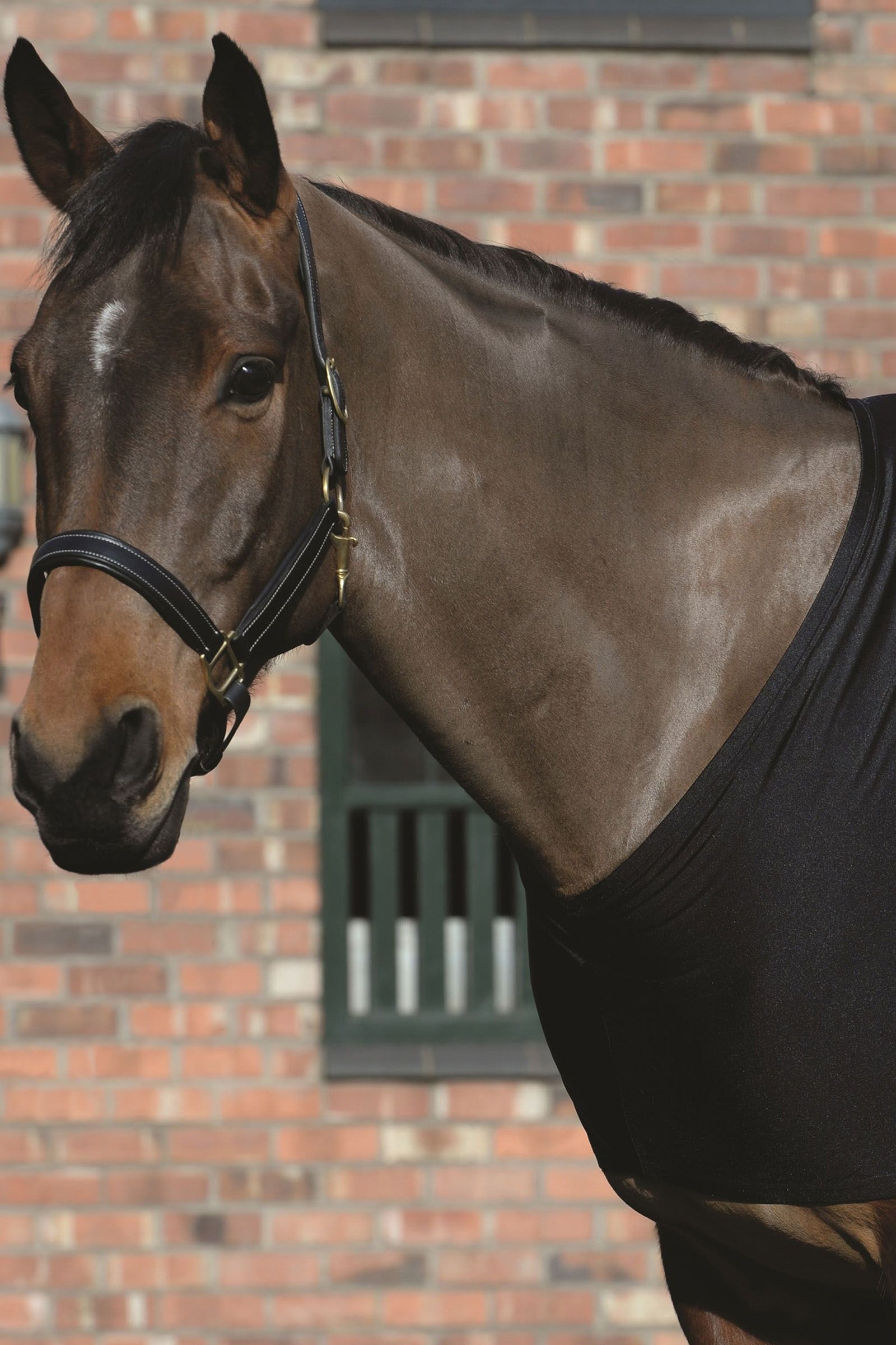 Weatherbeeta Hombreras elásticas Mantas Caballo
