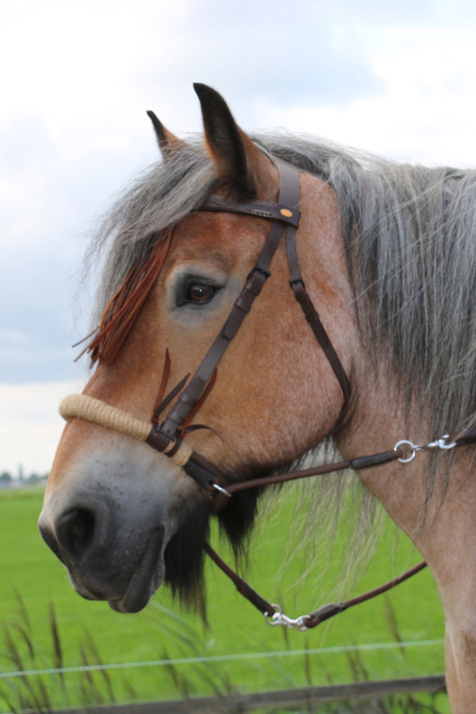 F.R.A. Freedom Riding Articles Tinver cabezada sin bocado con riendas (sistema 4), Shire Cabezadas de montar & Riendas
