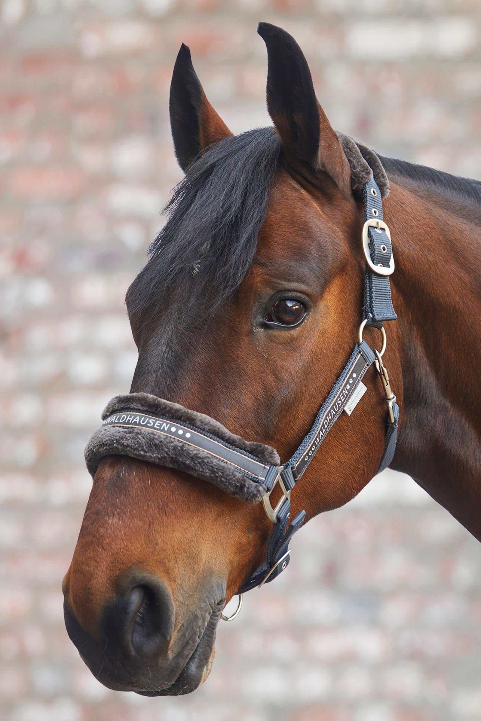 Waldhausen Elegant Halter Halters & Leads