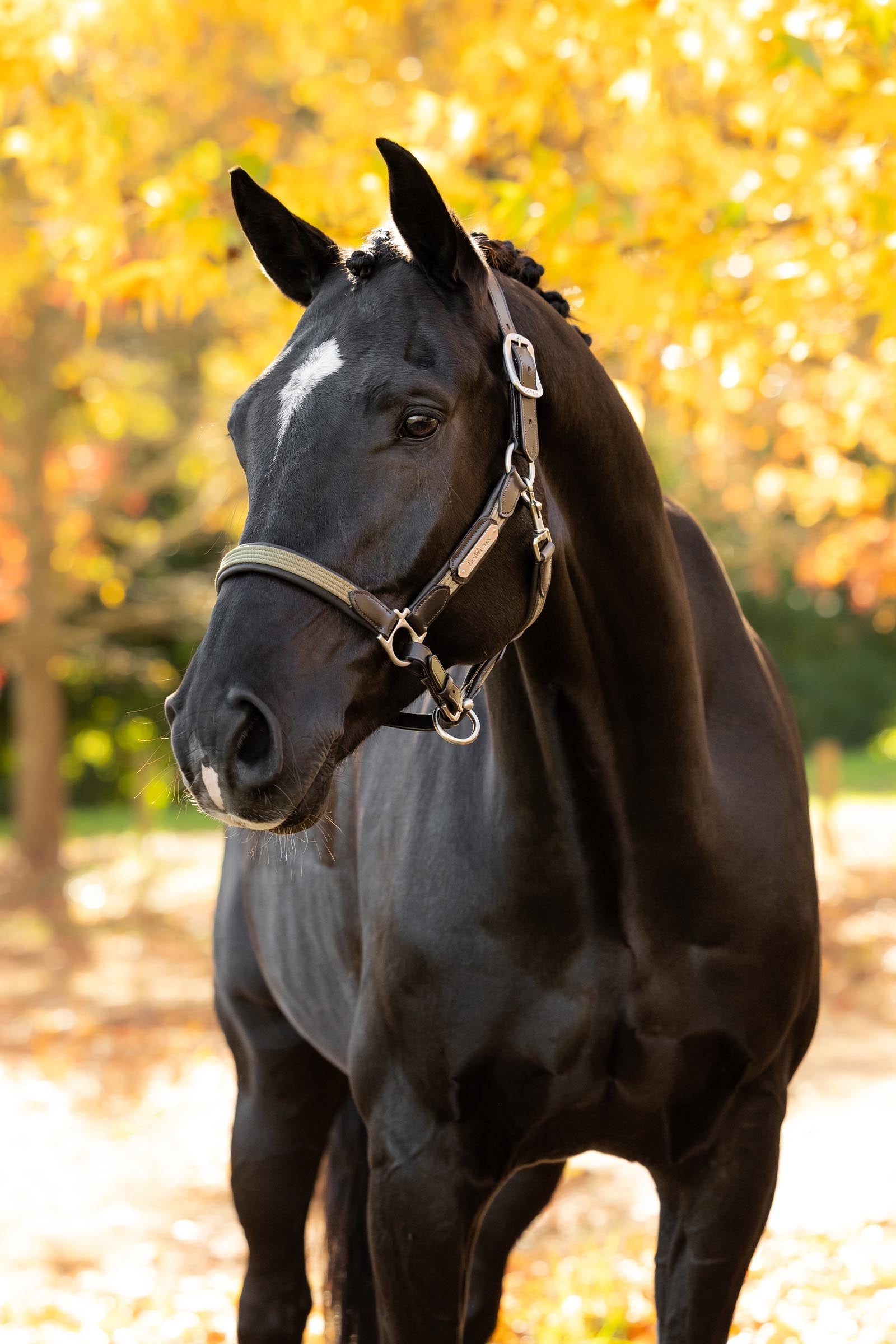 LeMieux Capella Headcollar Halters & Leads