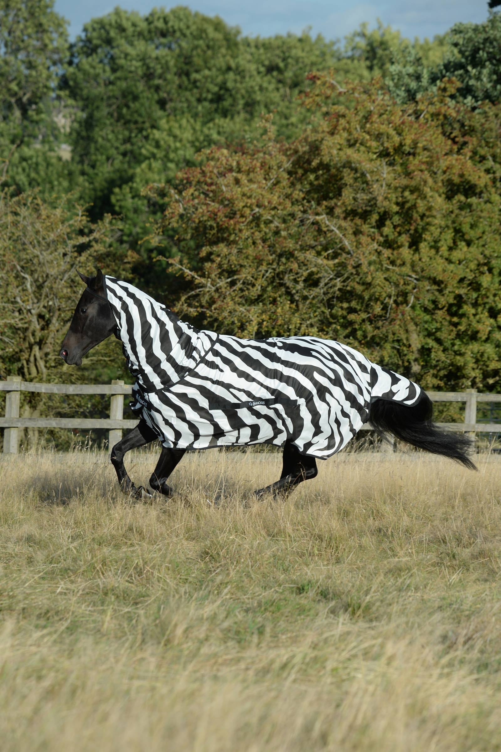 Bucas Buzz-Off Zebra Manta antimoscas con cuello fijo Mantas Caballo