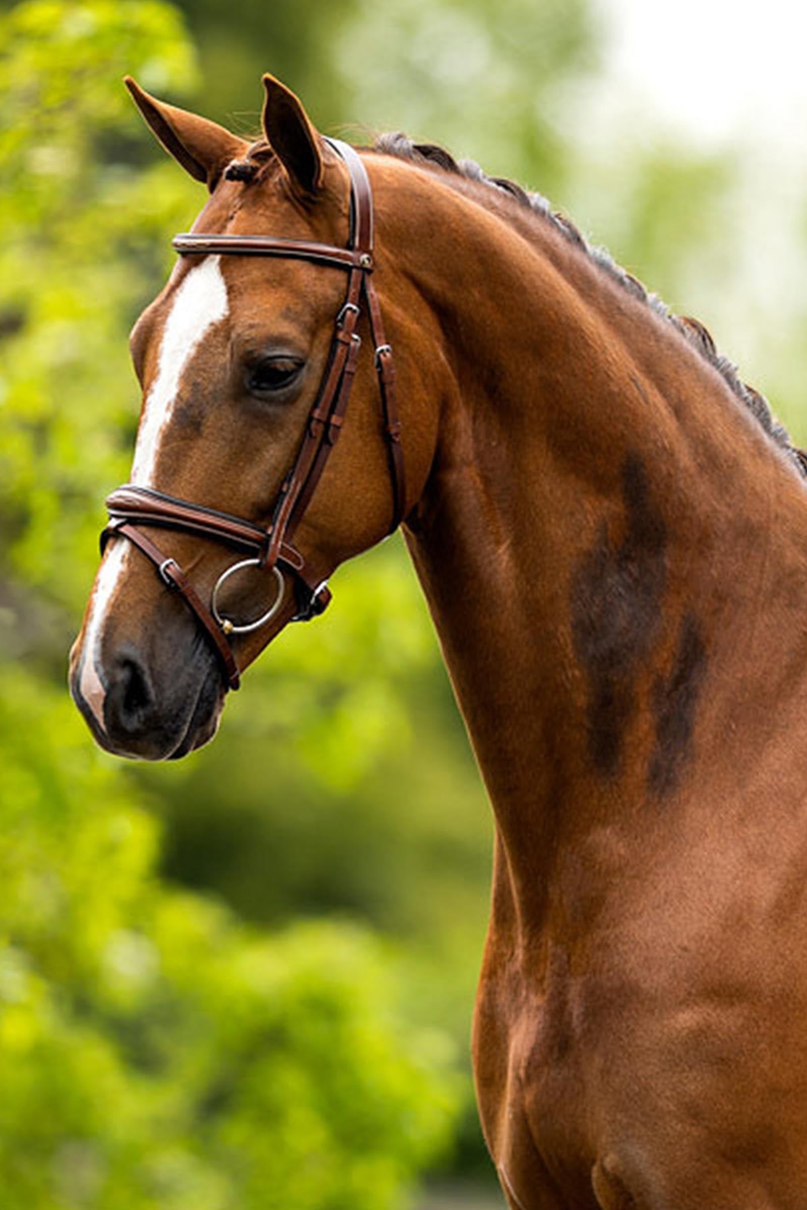 BR Cheltenham Bridle Bridles & Reins