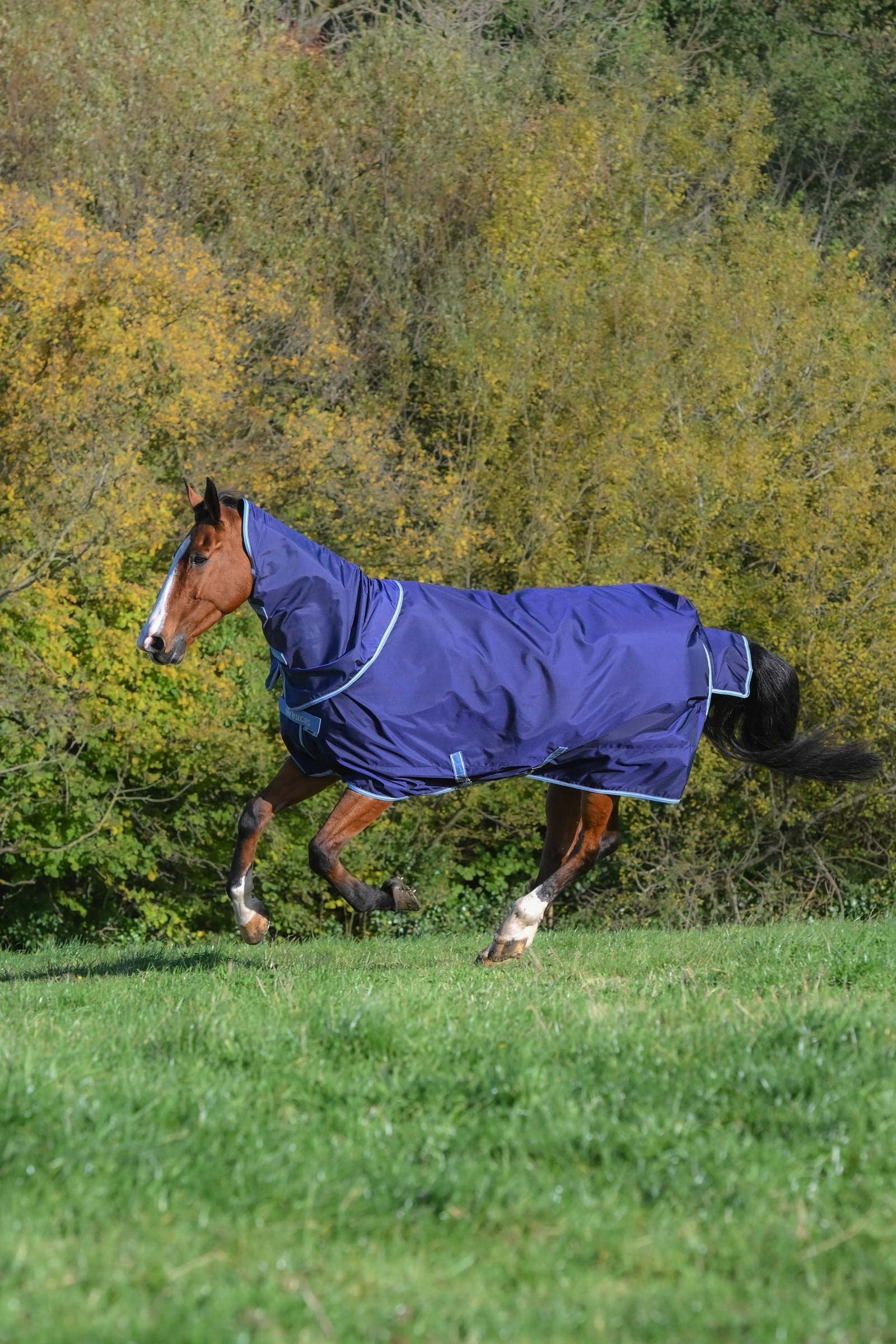 Bucas Atlantic Exclusive Rug & Neck, 150 g Horse Rugs