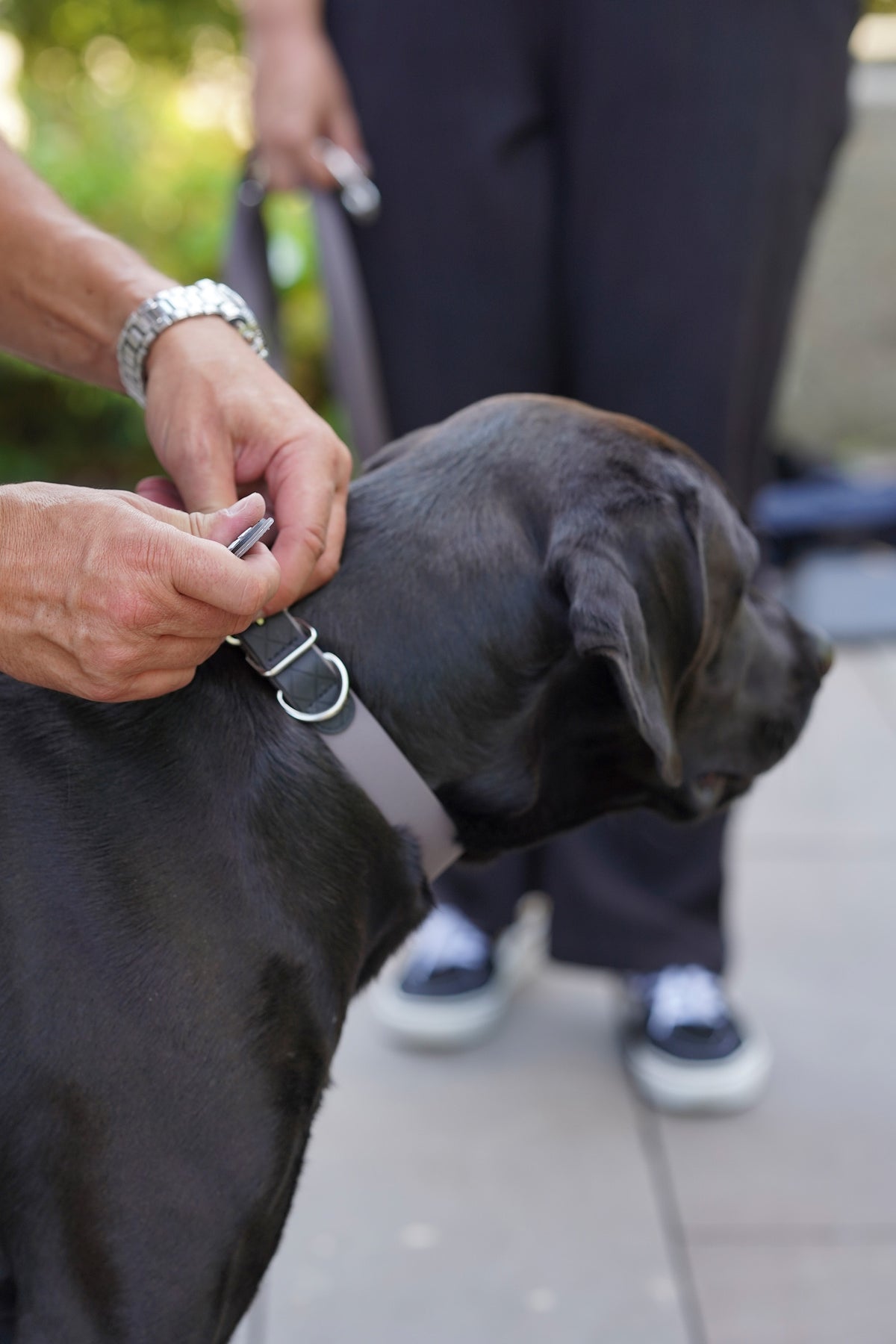 Eskadron Hunter x ESKADRON SPARK Dog Collar Dog Accesories