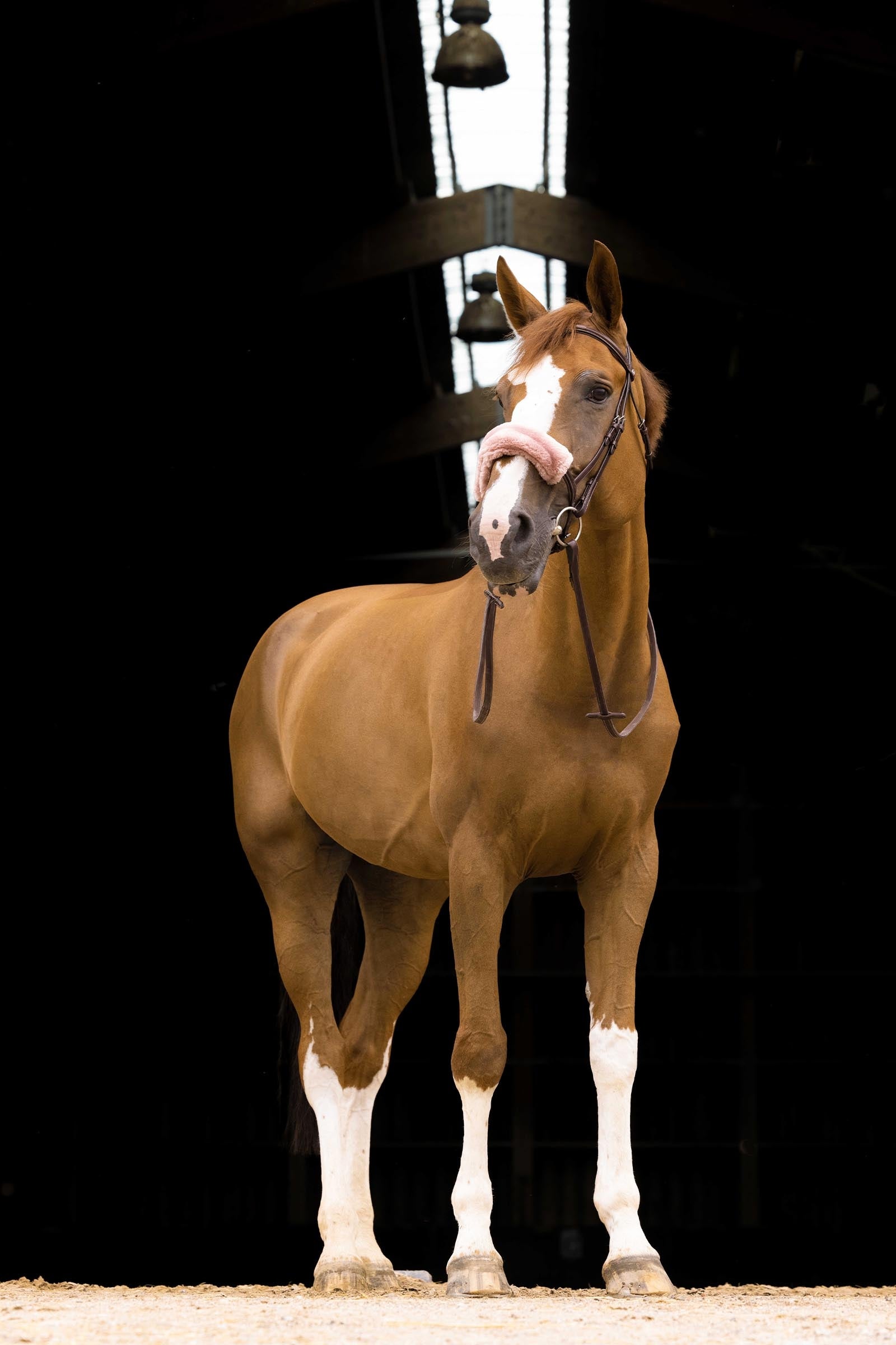 EQUITHÈME Teddy Noseband Sleeve Bridles & Reins