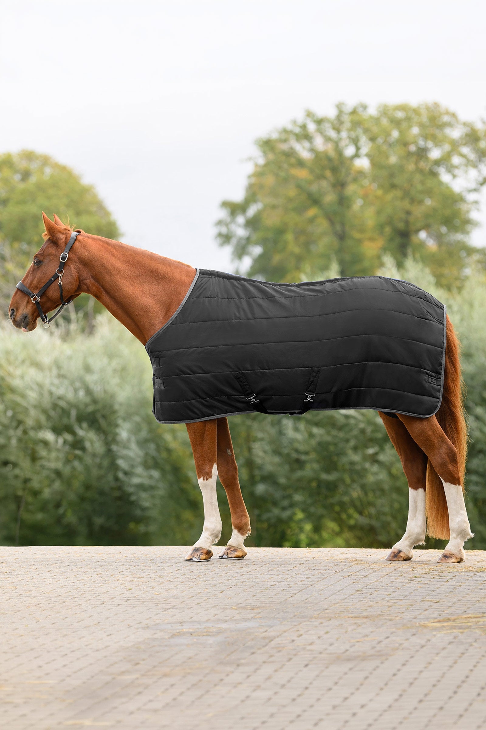 Waldhausen ECONOMIC manta de establo, 100g Mantas Caballo