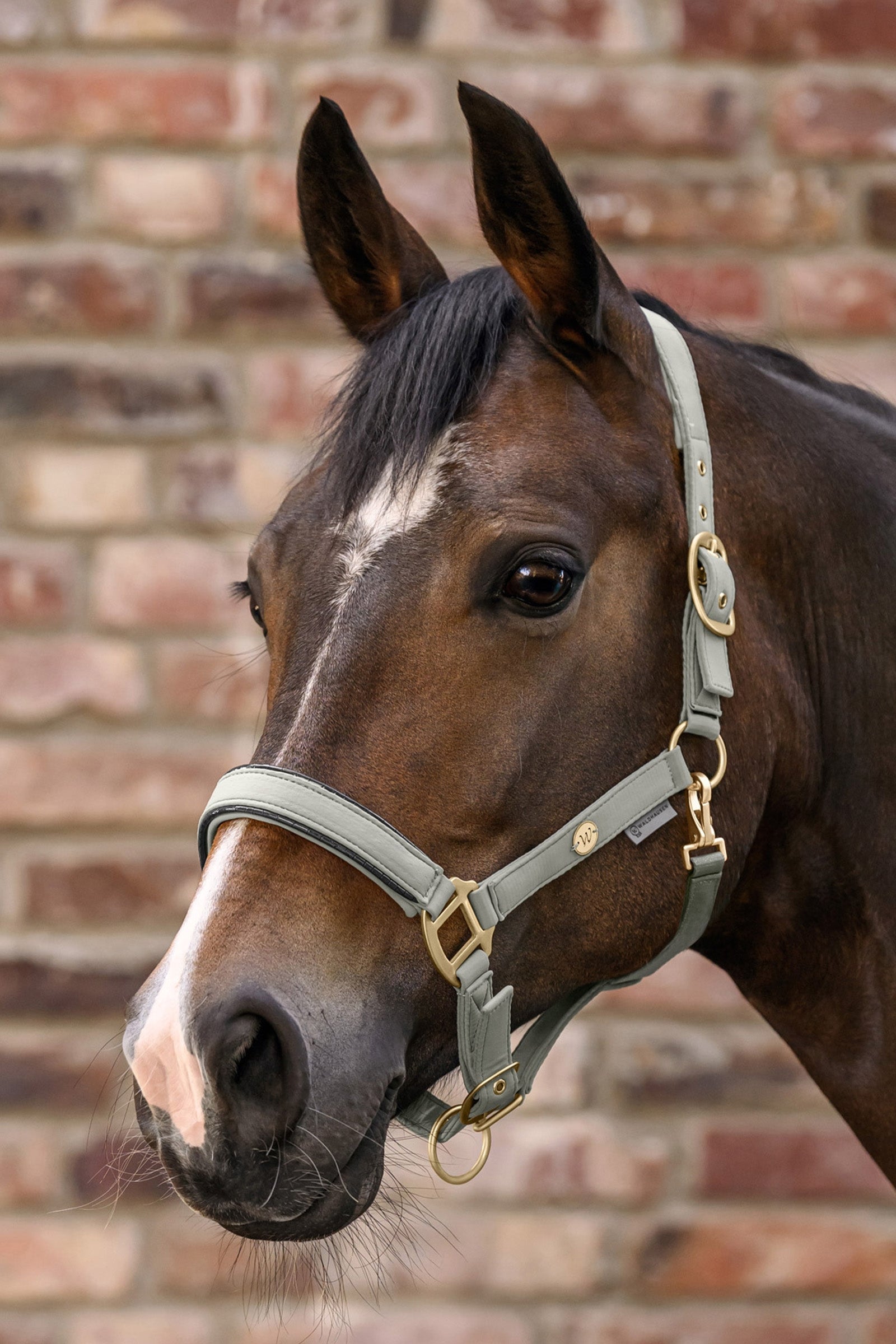 Waldhausen Ubud Halter Set Halters & Leads