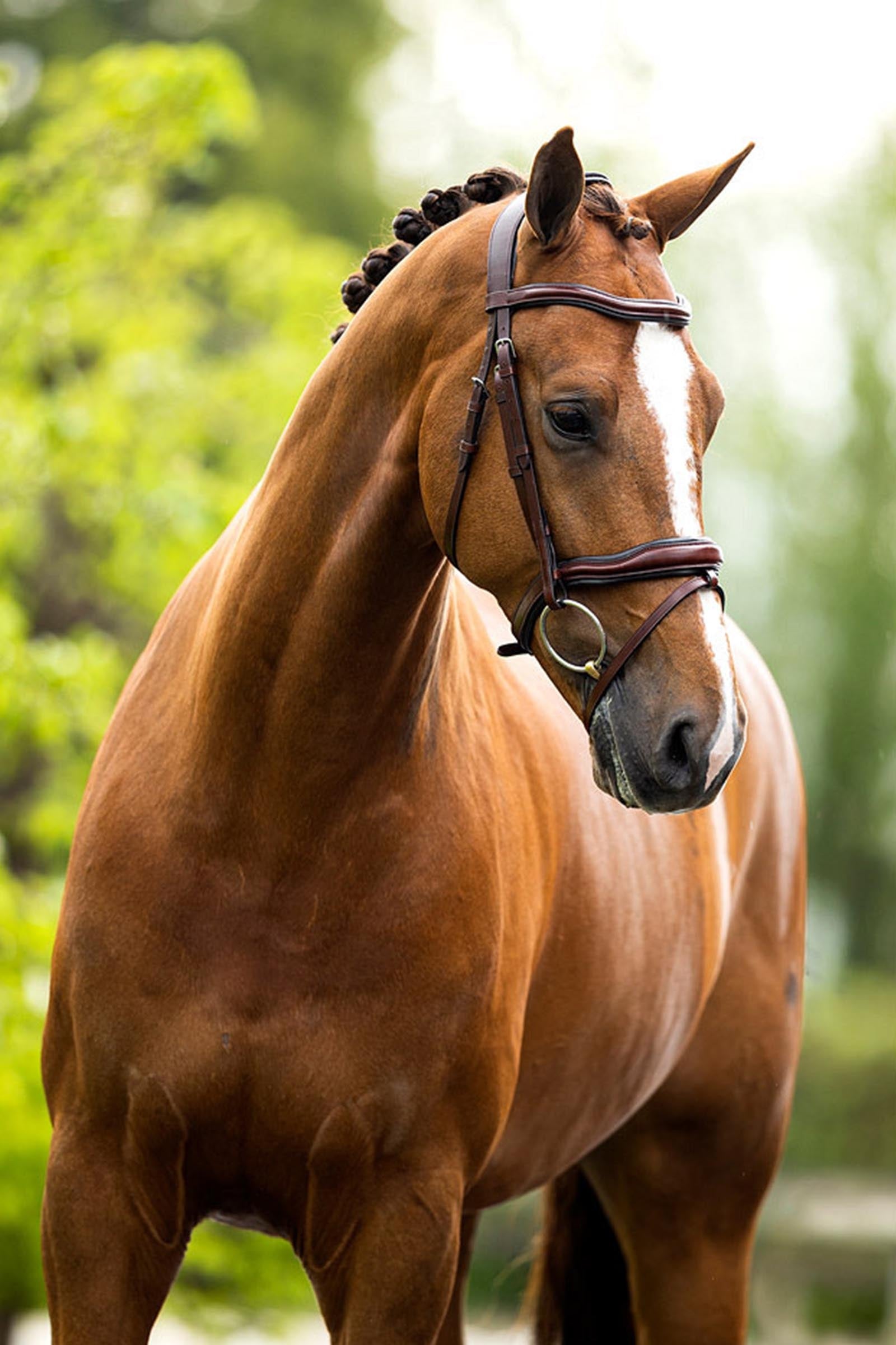 BR Luton Bridle Bridles & Reins