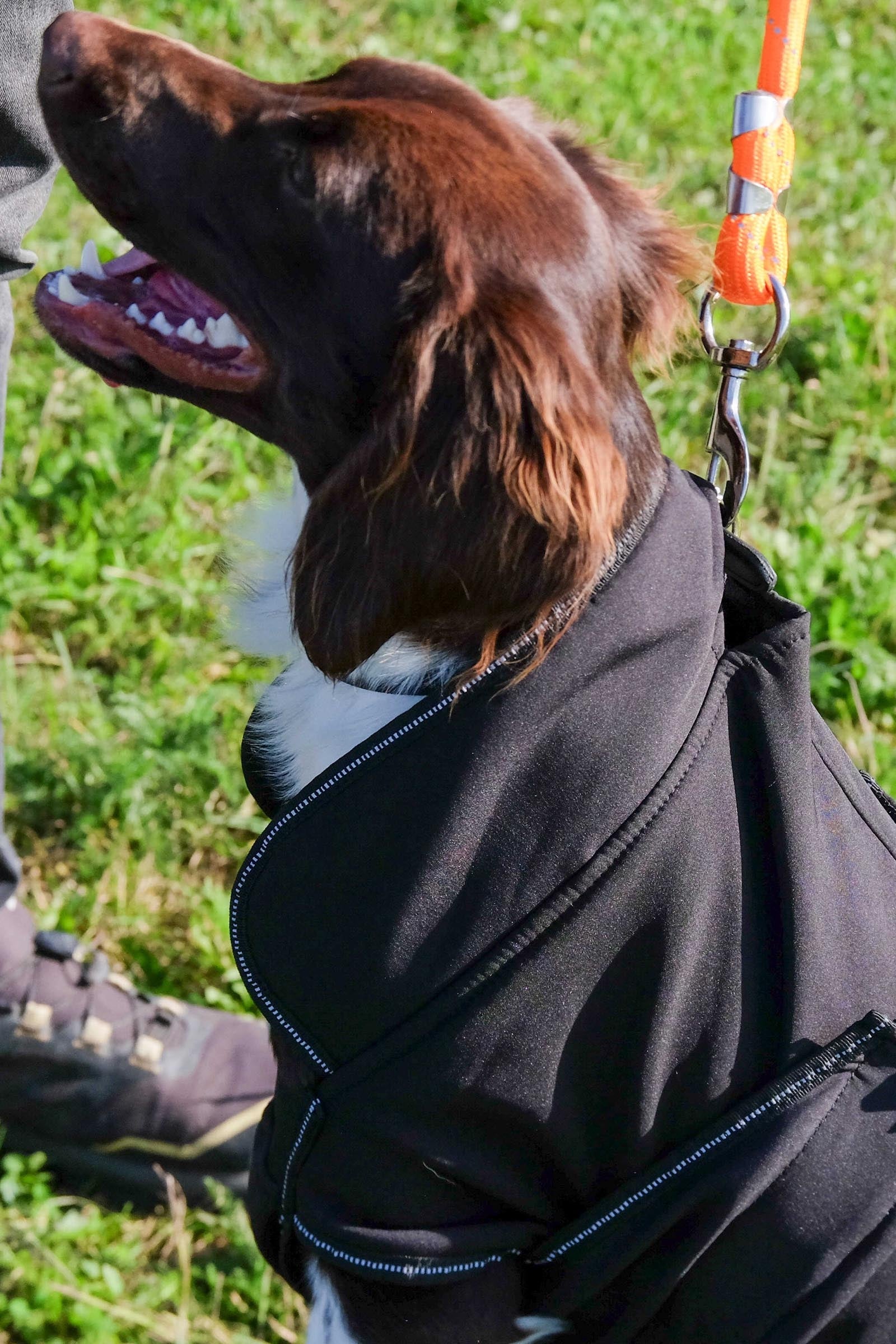 Equi Theme EQUITHÈME Softshell Dog Rug Dog Accesories