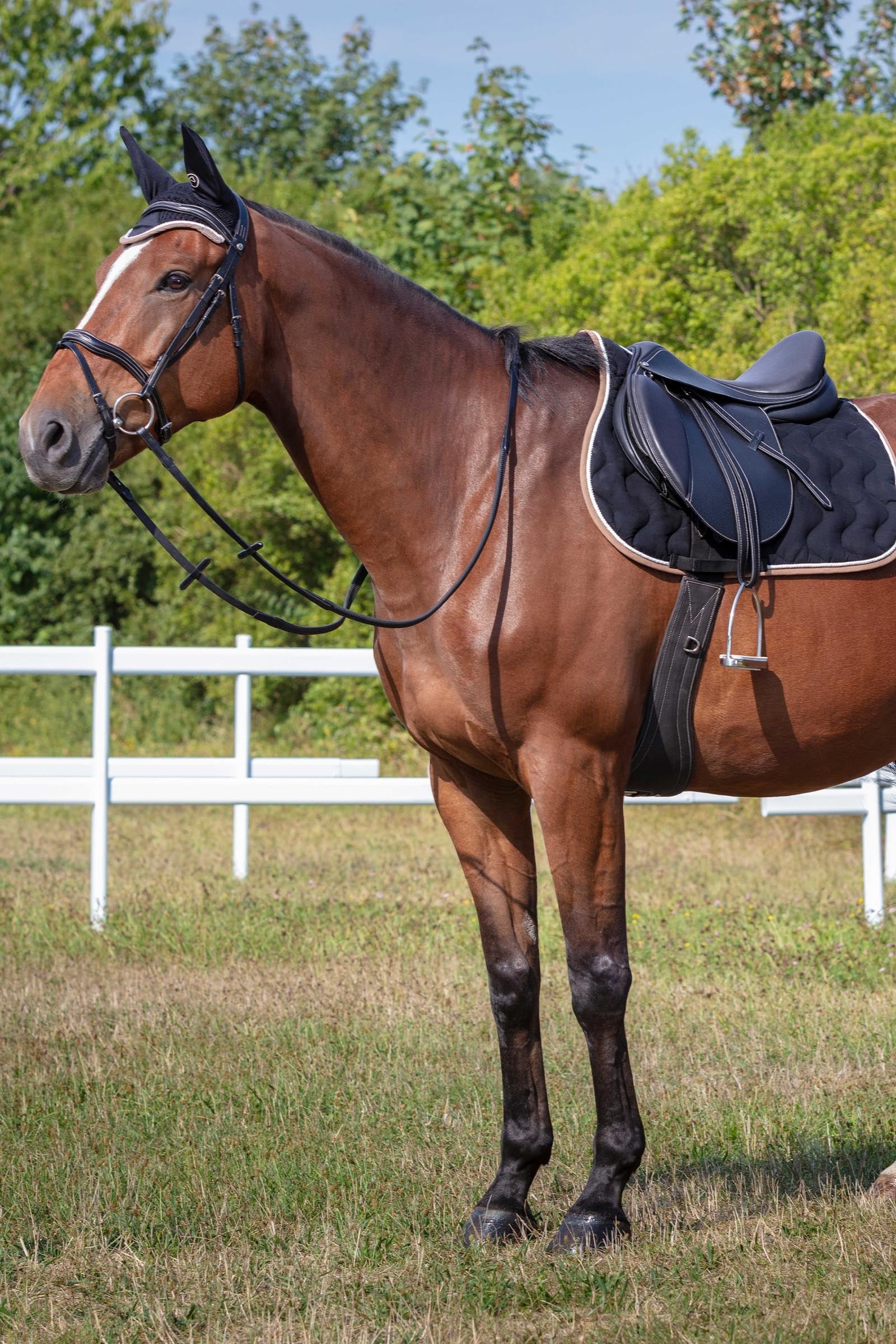 EQUITHÈME Polyfun All Purpose Saddle Pad Saddle Pads