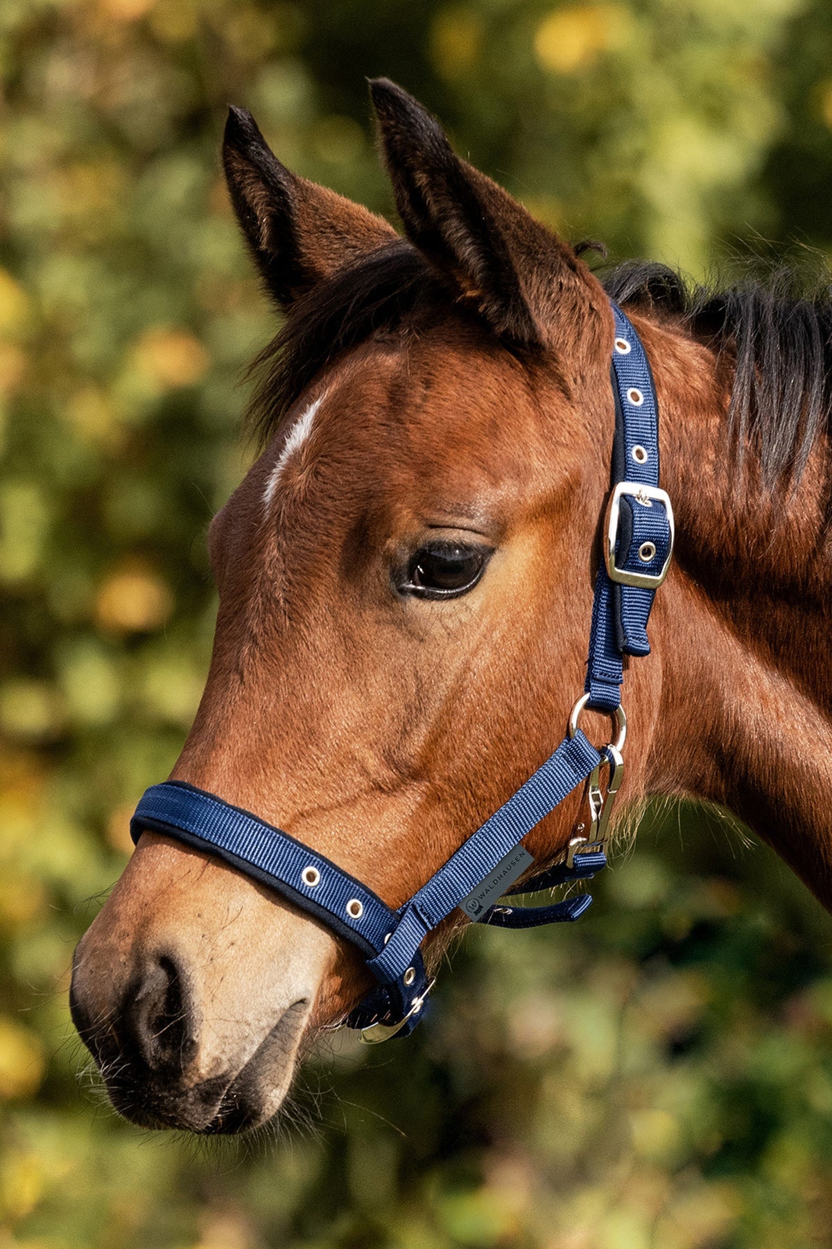 Waldhausen Foal Comfort Halter Pony & Shetland Tac