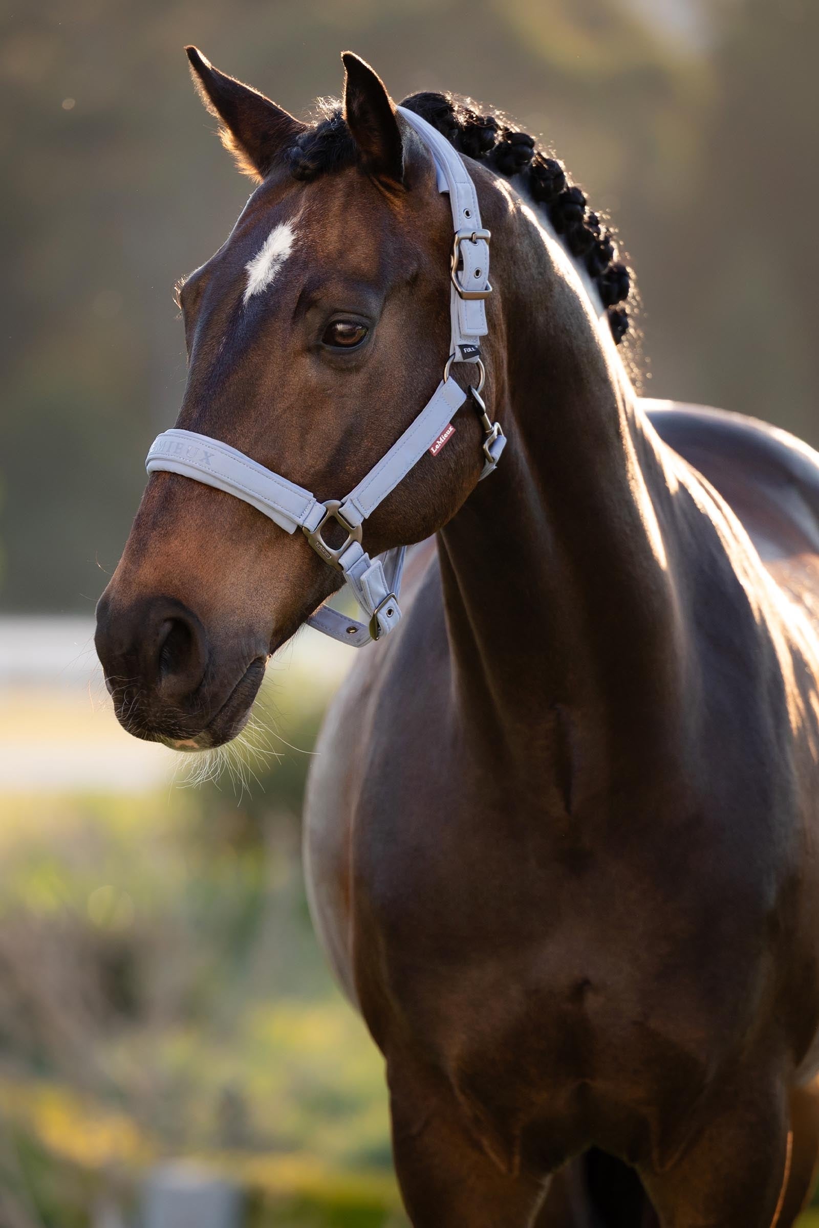 LeMieux Essence Headcollar Halters & Leads