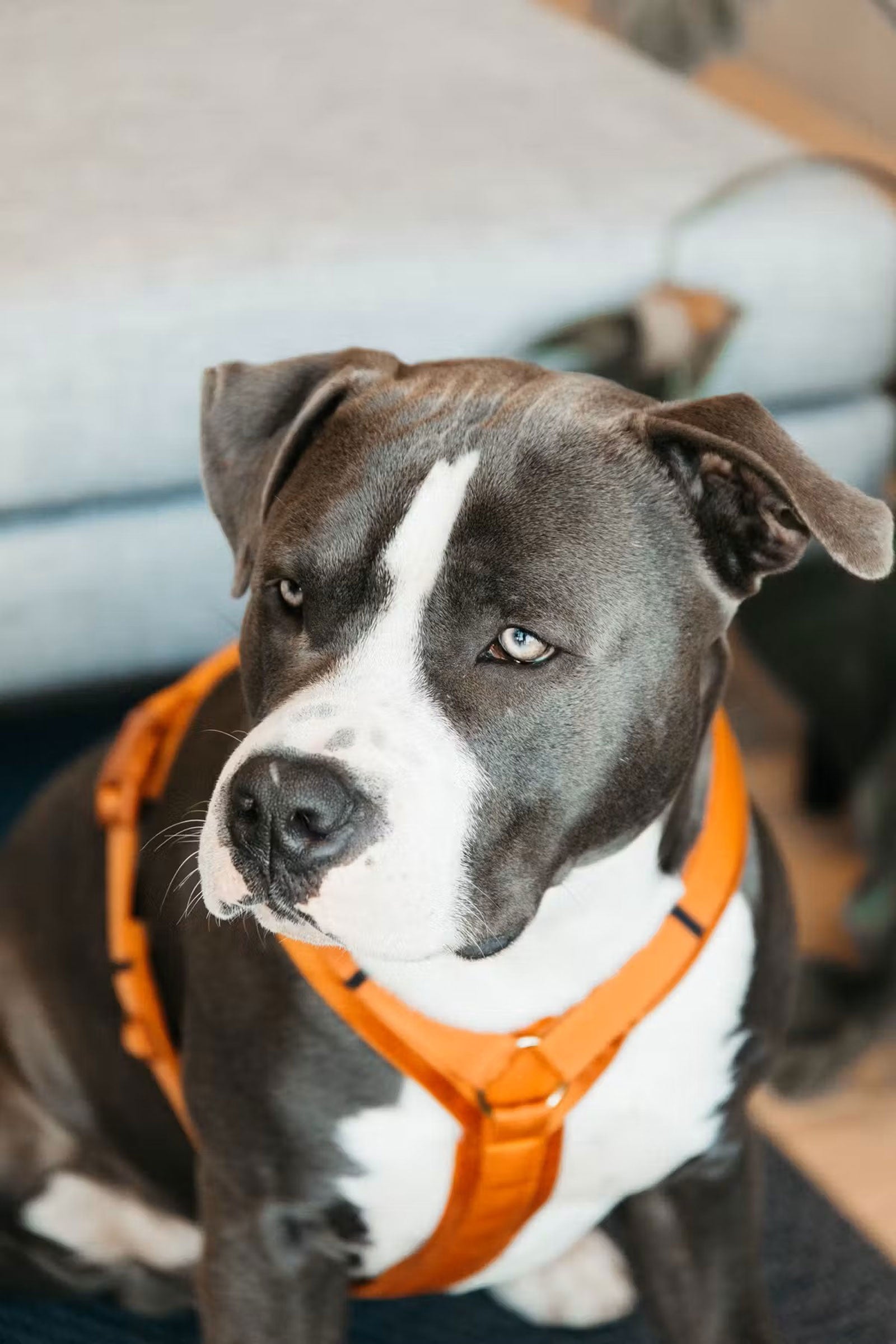 Kentucky Dogwear Active Velvet Dog Harness Dog Accesories