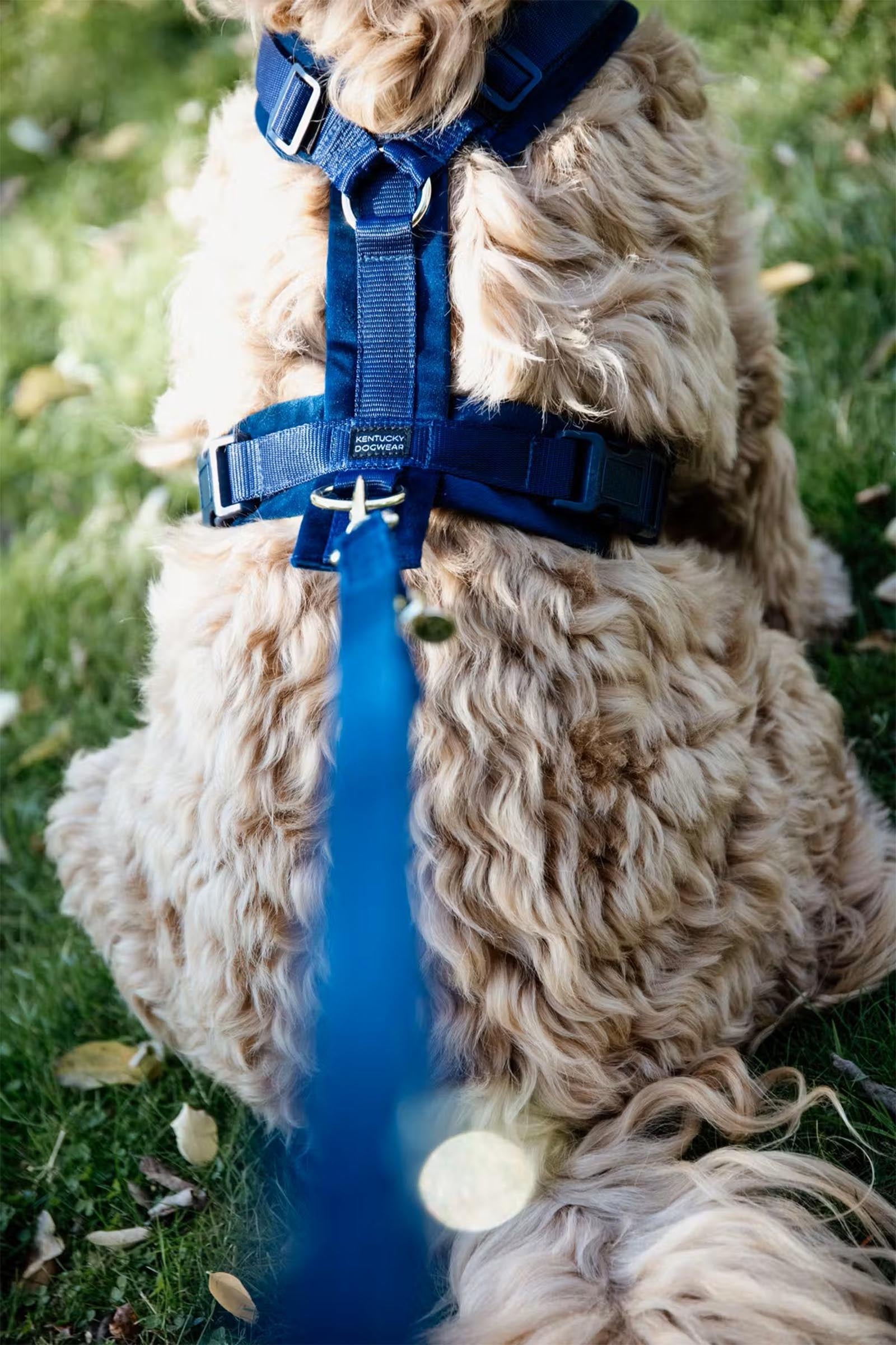 Kentucky Dogwear Active Velvet Dog Harness Dog Accesories