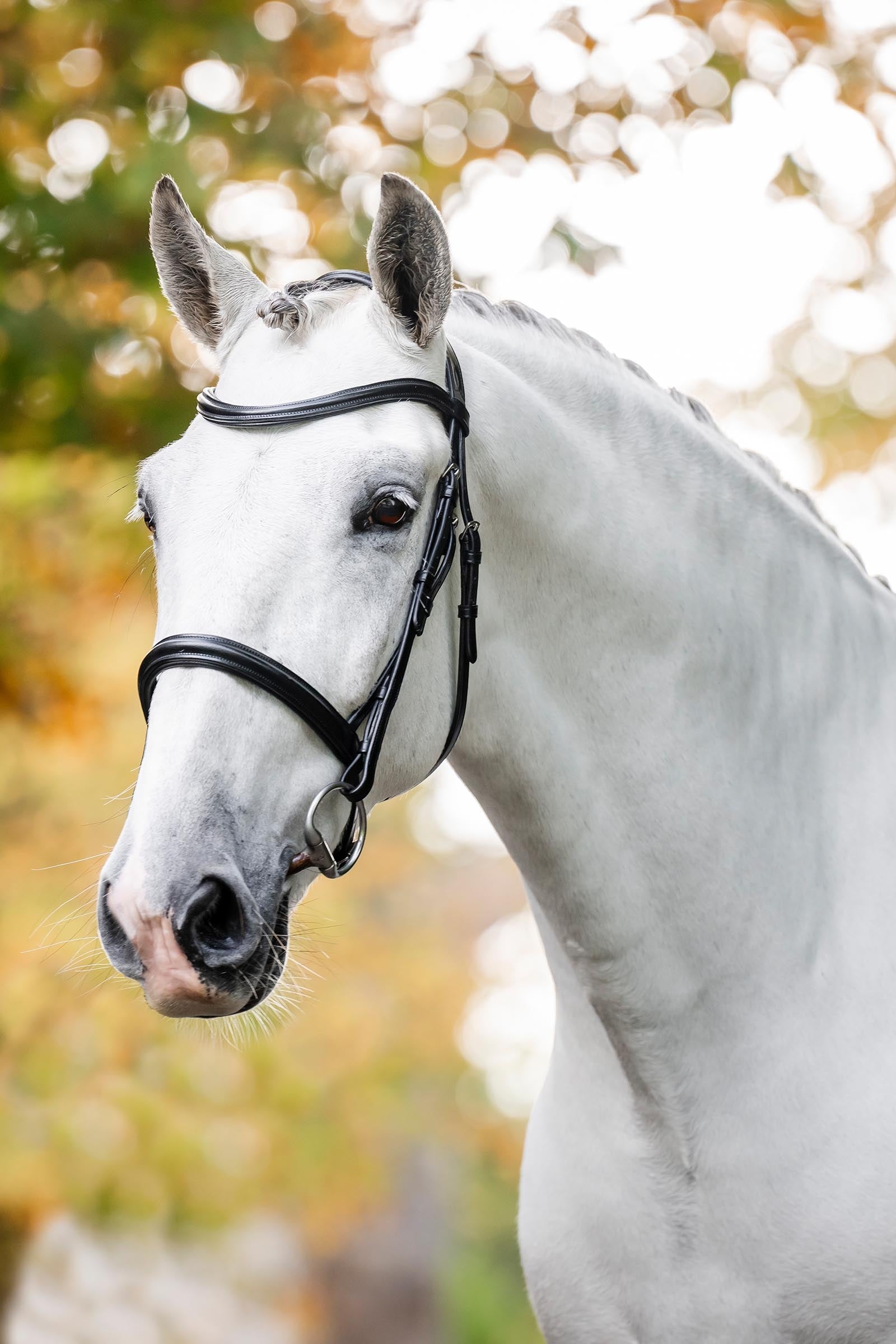 Horseware brida cavesson Cabezadas de montar & Riendas