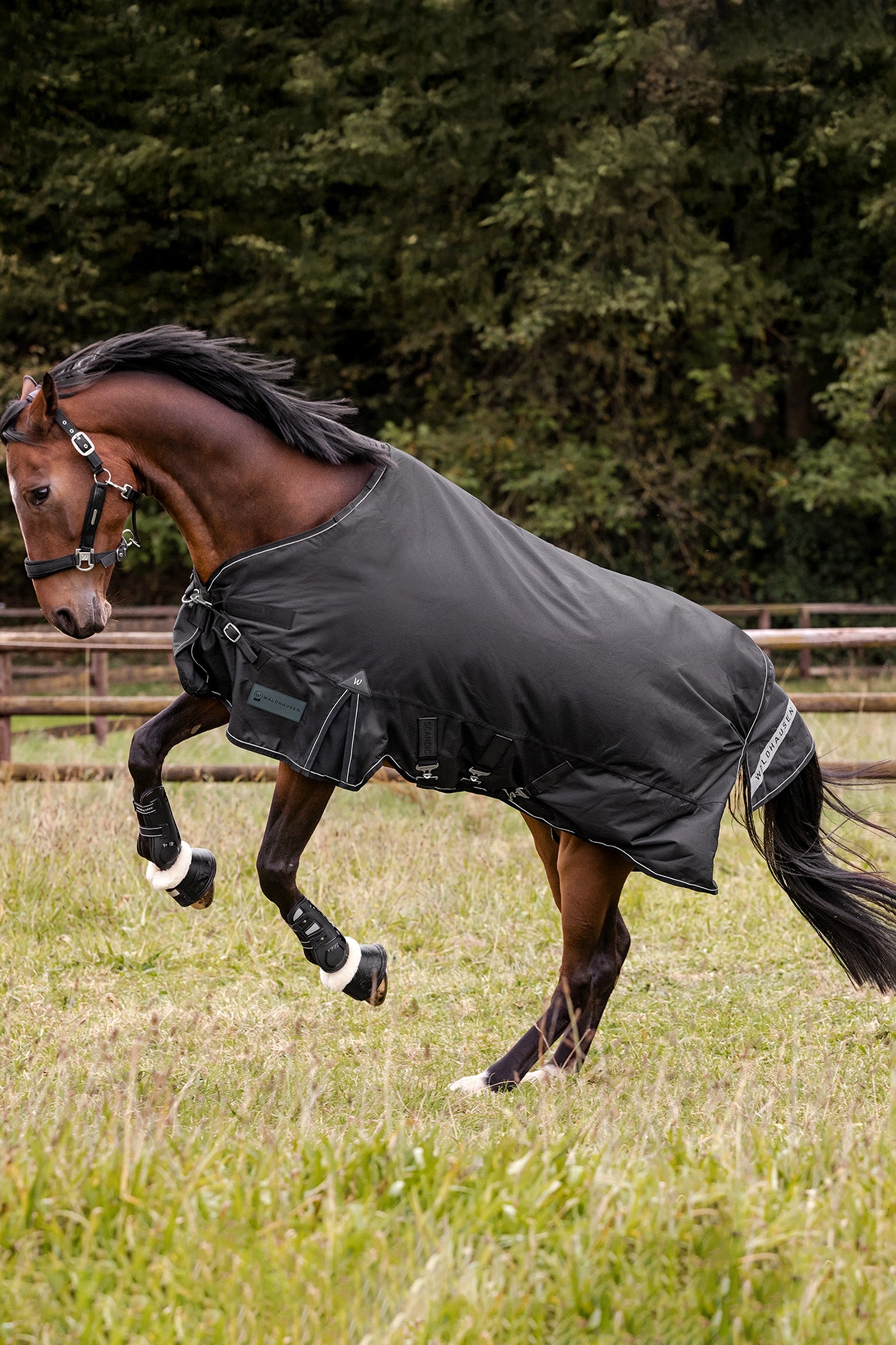 Waldhausen Outdoor Rug Scandic 50g Horse Rugs