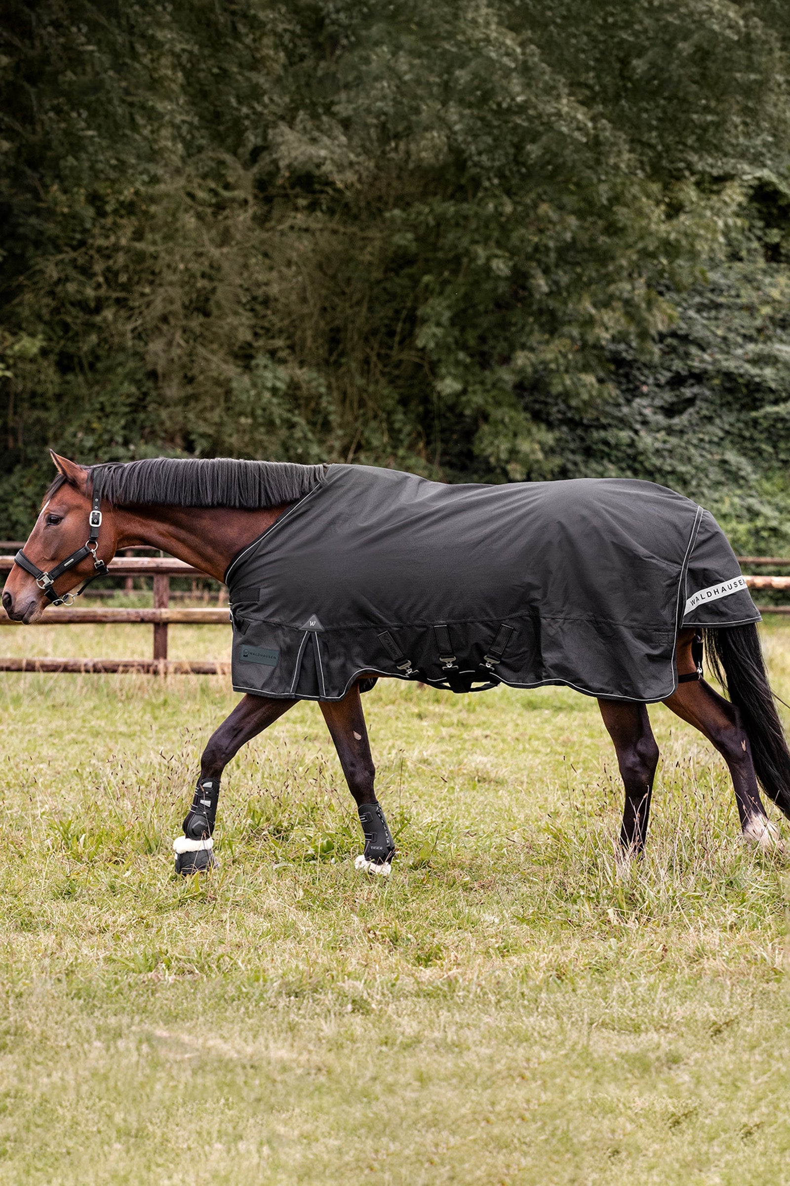 Waldhausen Outdoor Rug Scandic 50g Horse Rugs