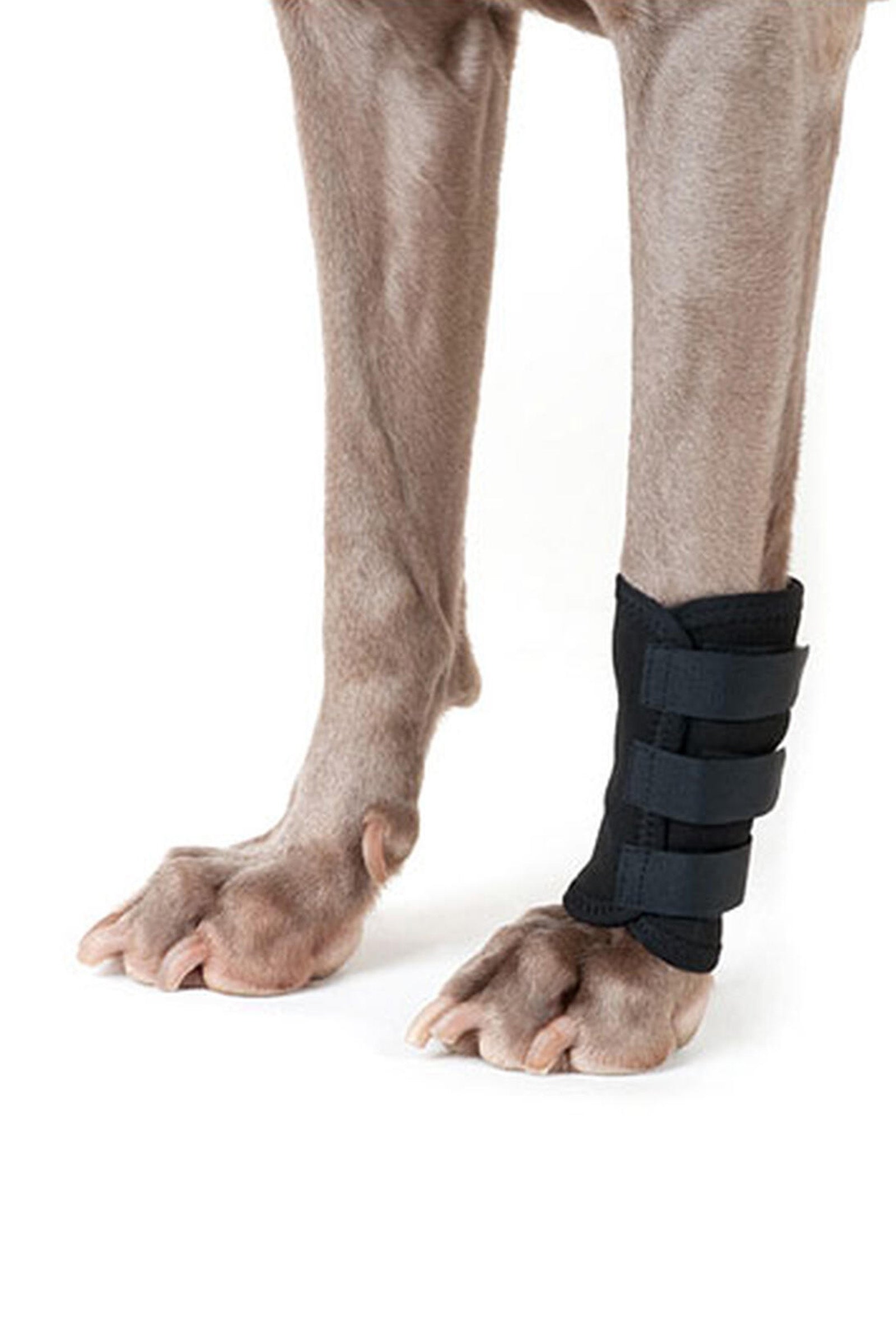 Back on Track Paño para Pata de Perro (1 pieza) Perro