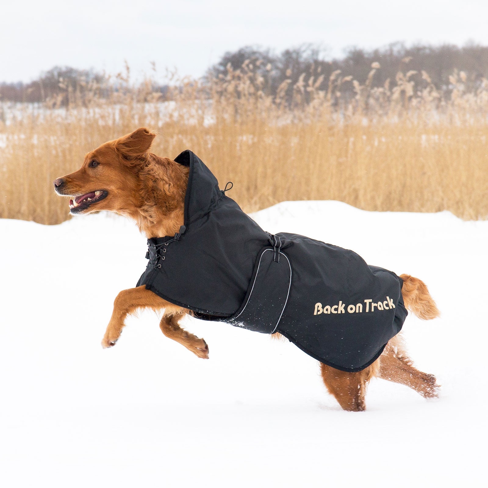 Back on Track Dog Rug 43-59 Dog Accesories