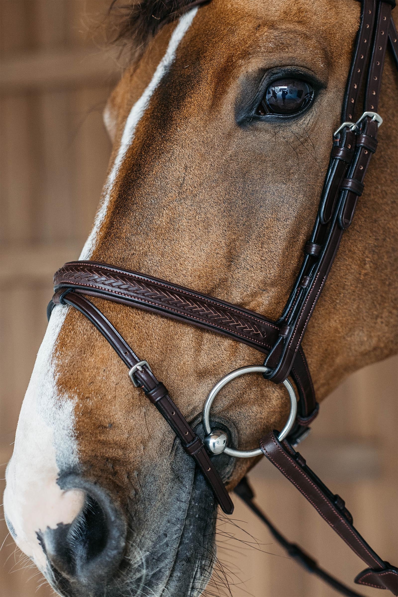 Dy'on New English Plaited Bridle With Flash Noseband Bridles & Reins