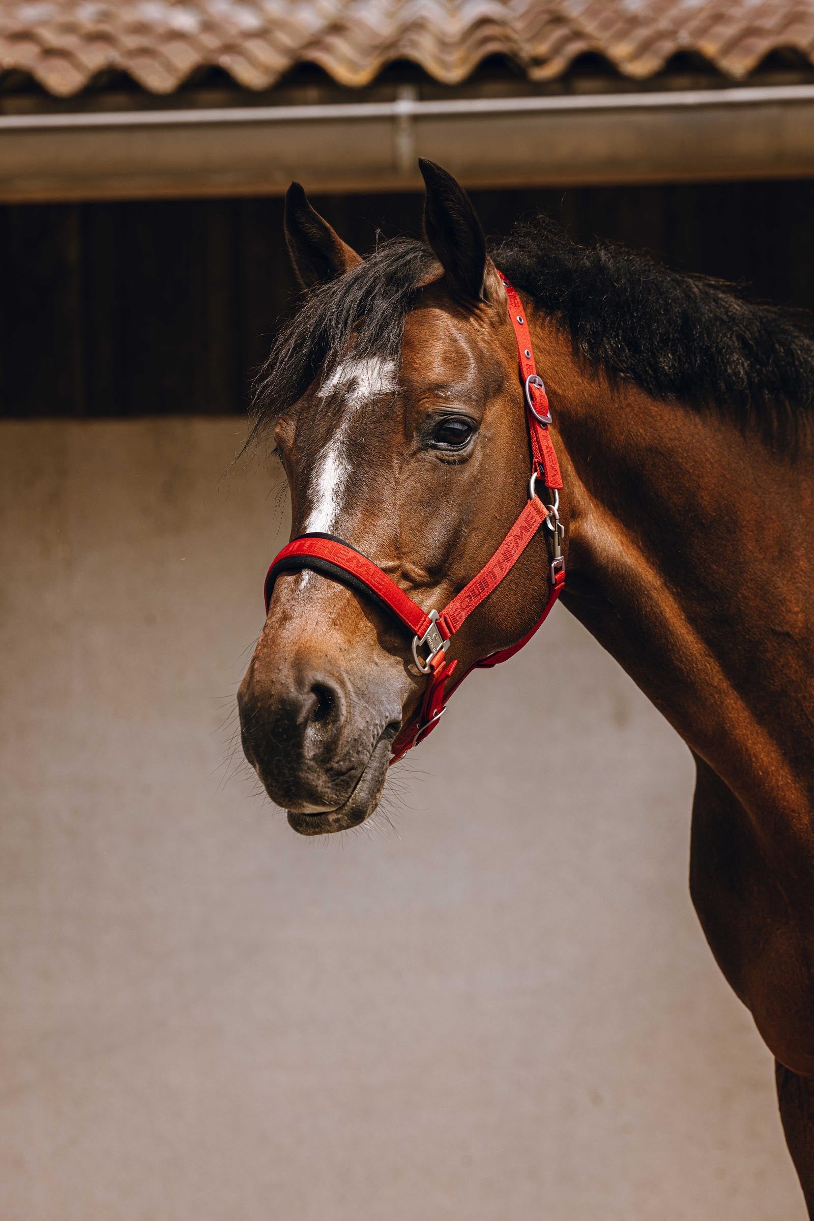 Equi Theme EQUITHÈME Jacquard Nylon Halter Halters & Leads