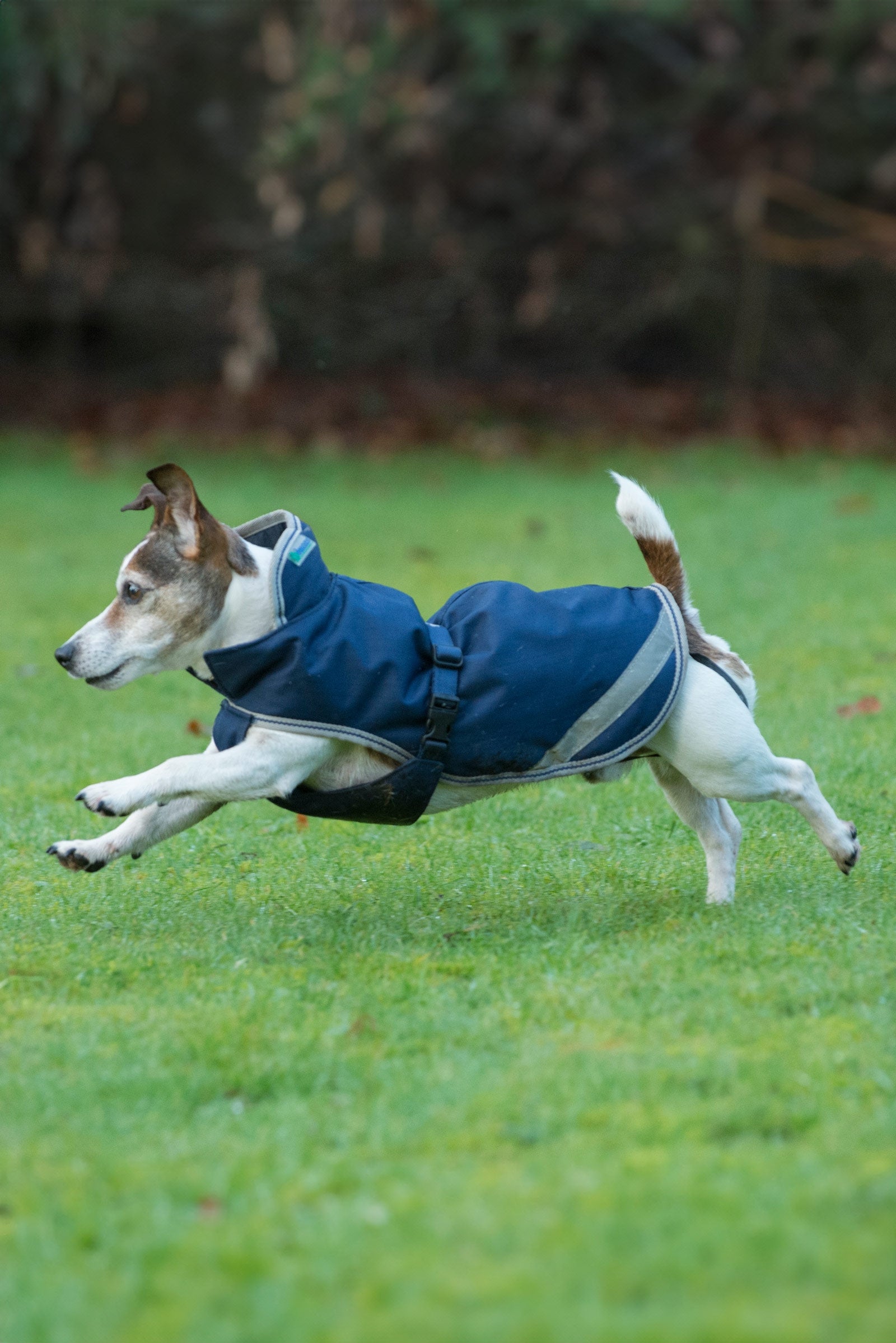 Bucas Freedom Manta para Perro, 50g (30-45 cm) Perro